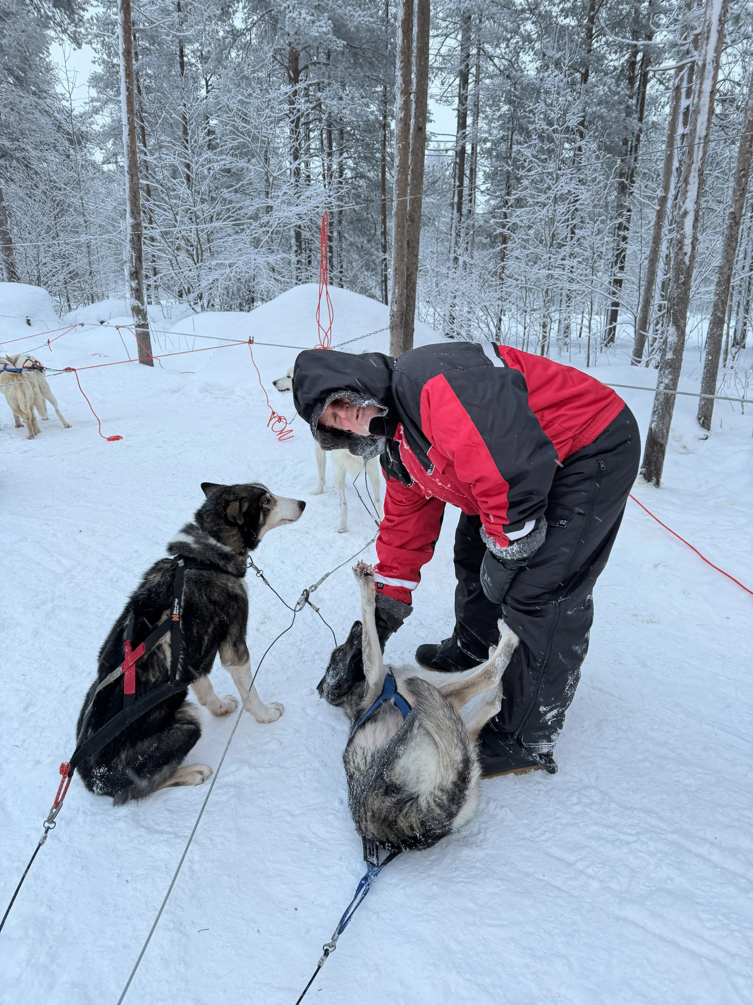 Finland Lapland Artic TravelswithTesa.JPG