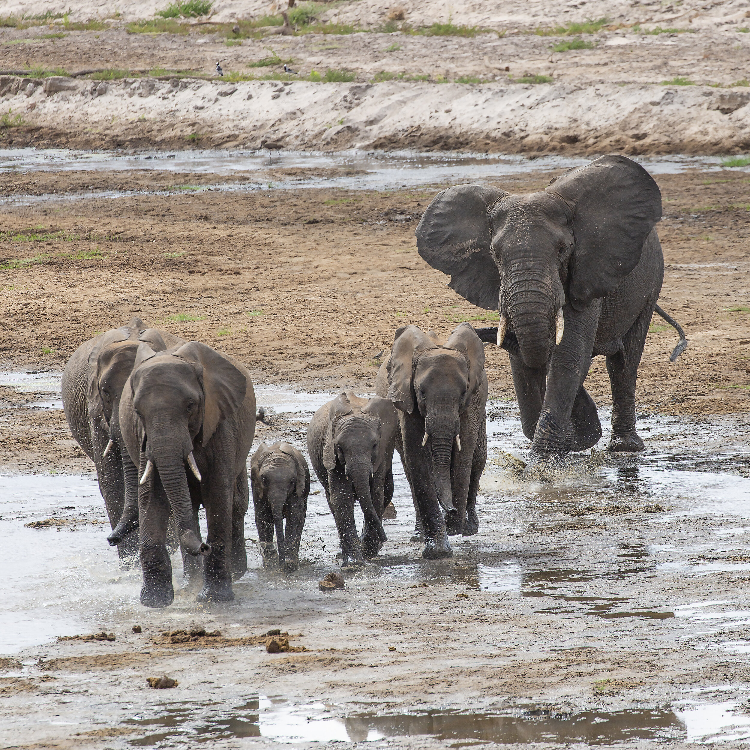 Elephants in Tarangire Tanzania - photo Michael Girman.jpg