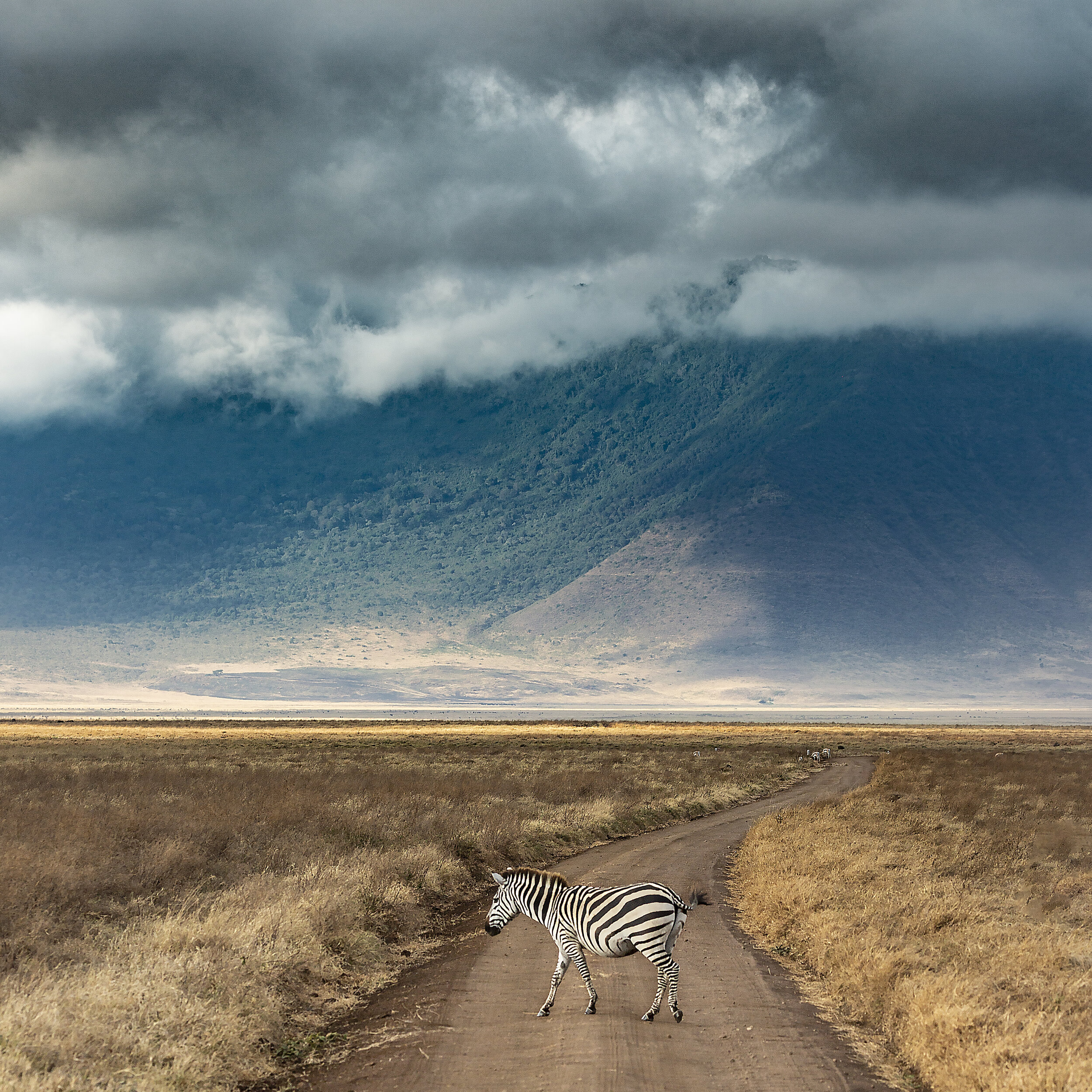 Zebra in Ngorongoro - photo Michael Girman.jpg