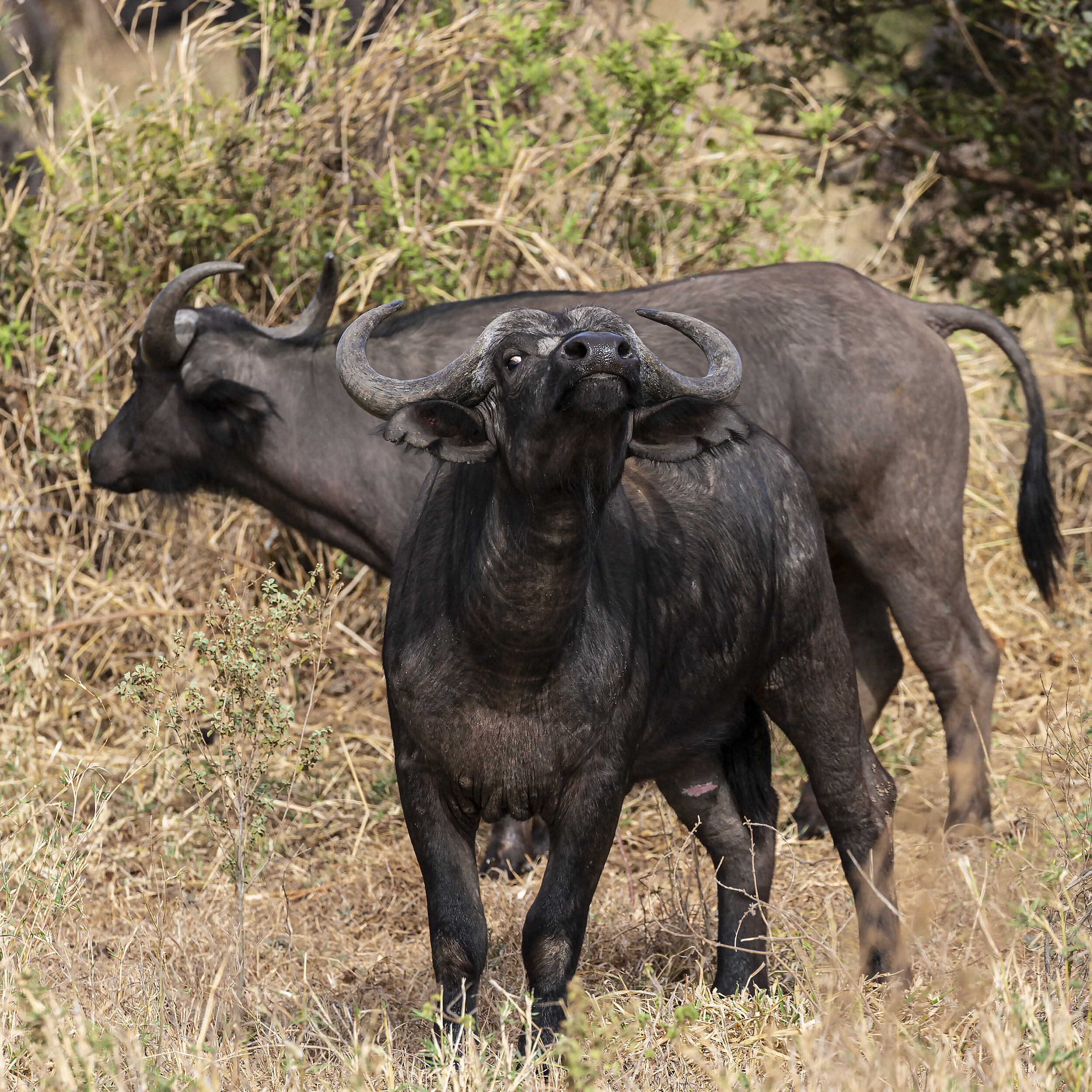 Buffalo of Tarangire National Park