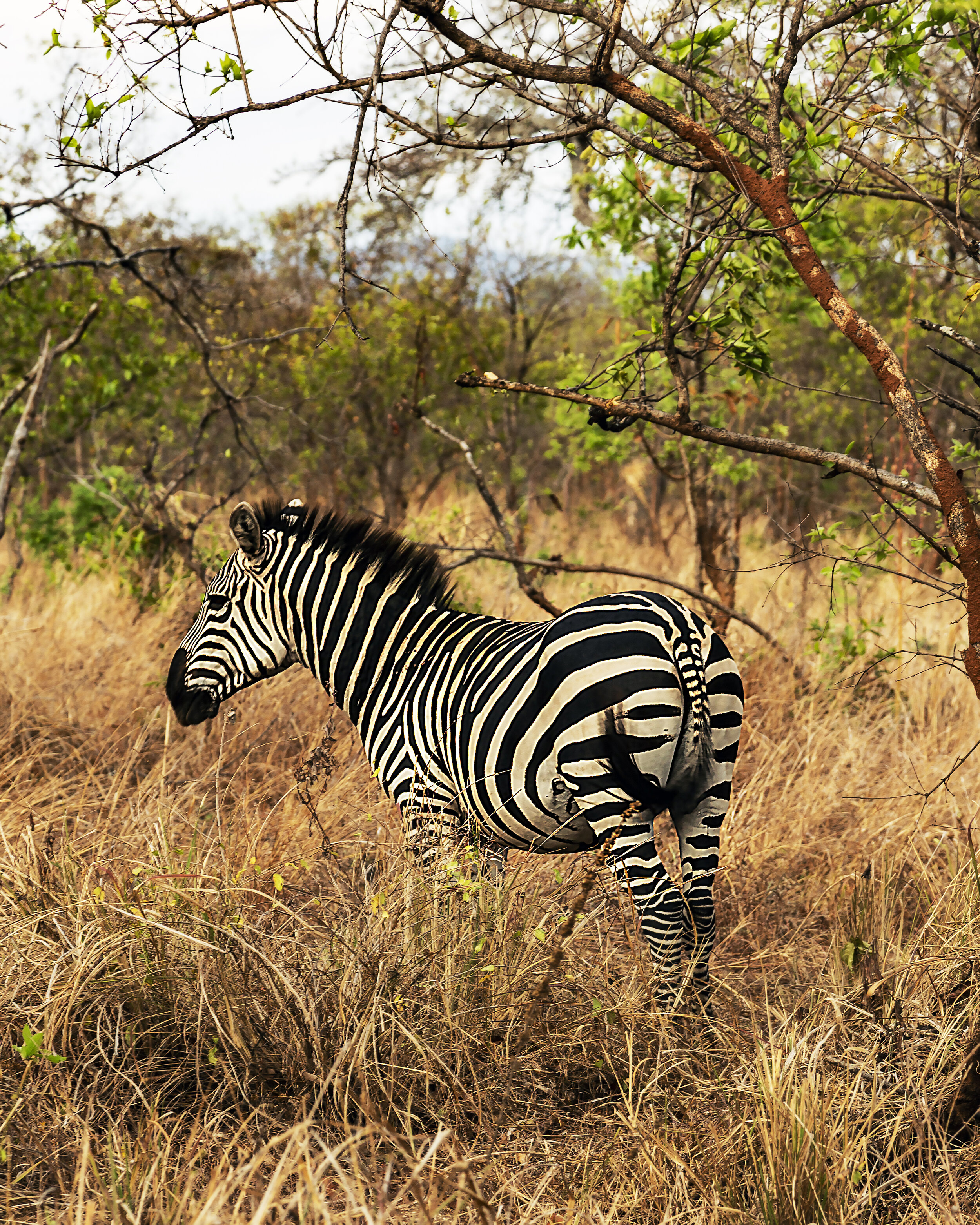 Zebra of Tarangire National Park