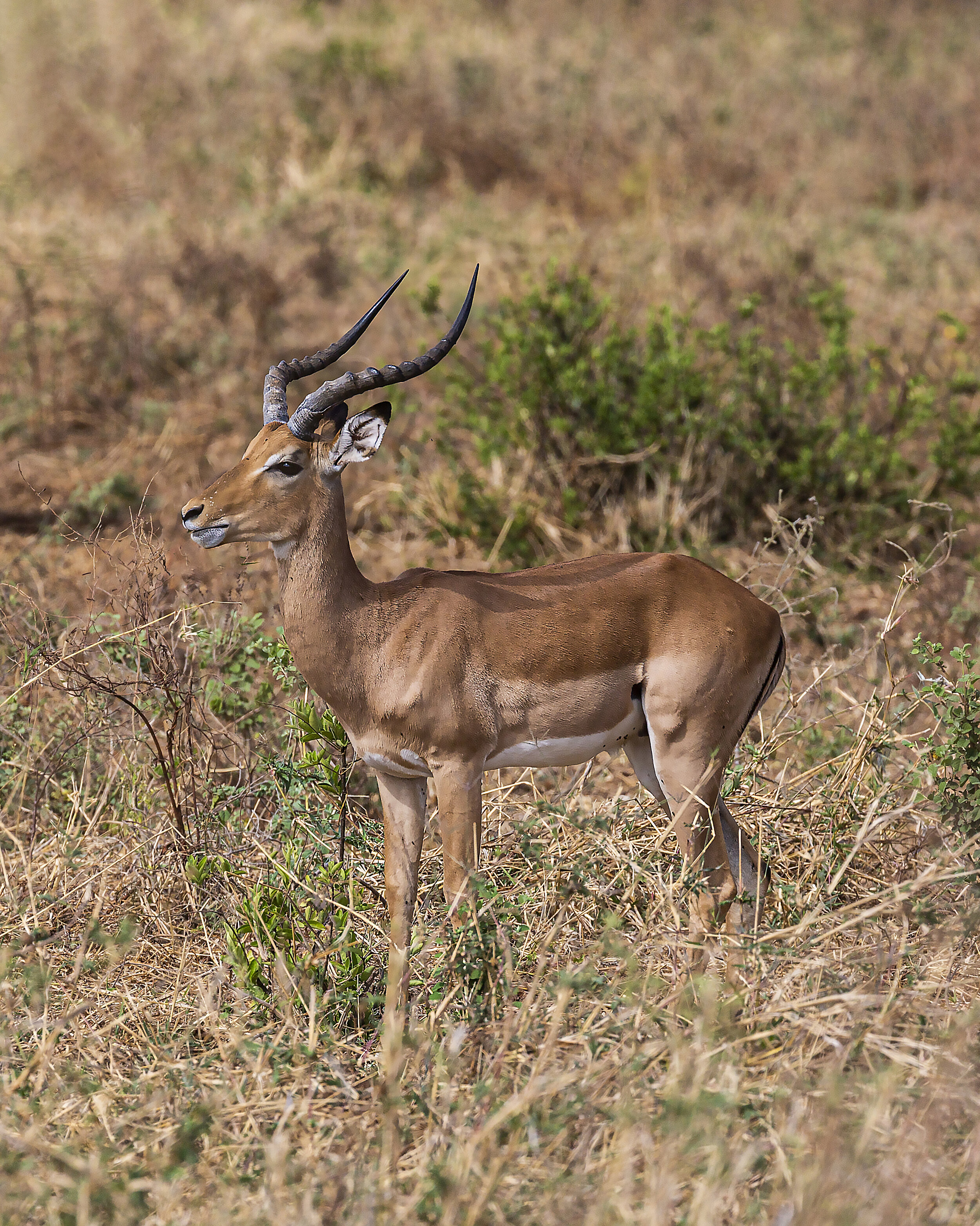 Springbok of Tarangire National Park