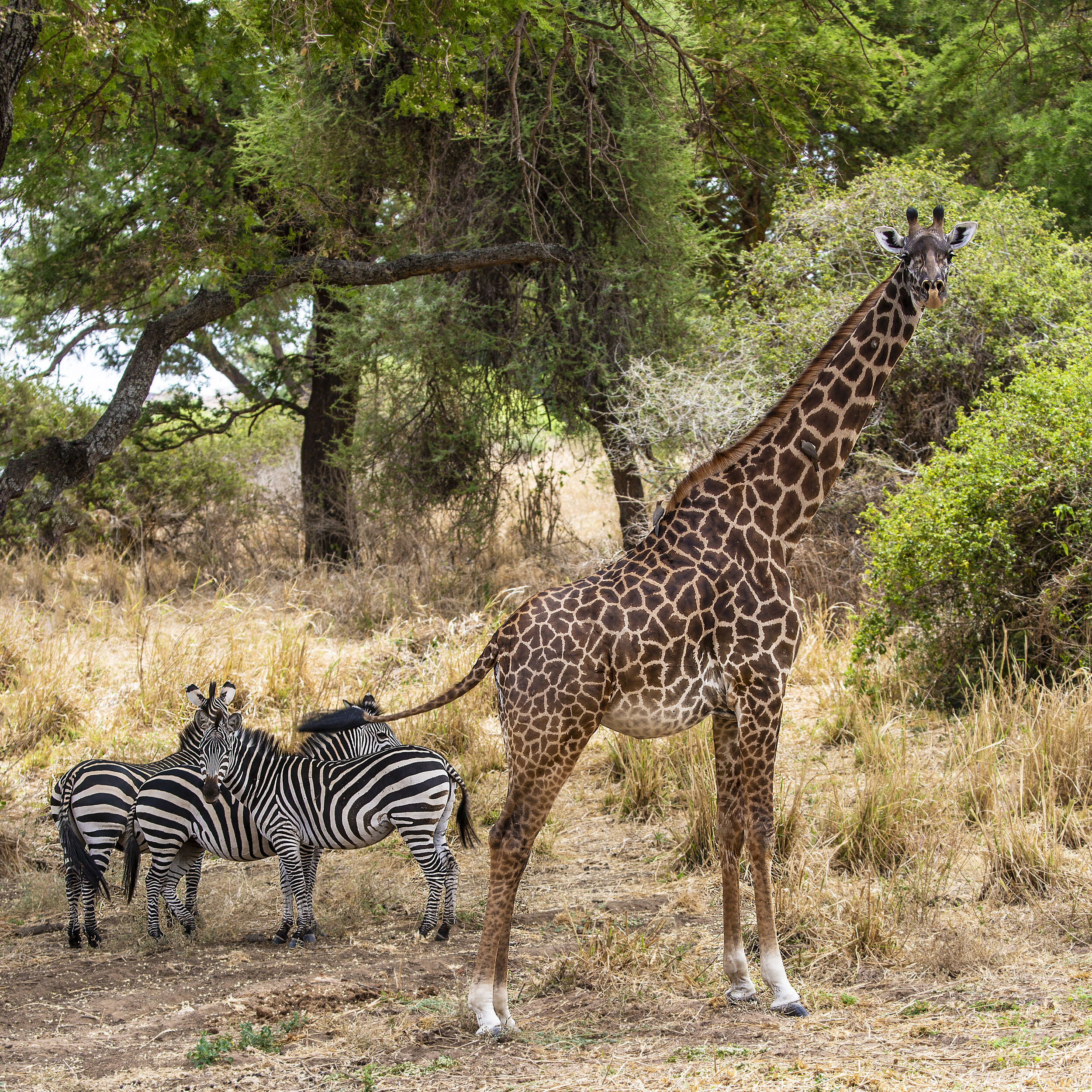 Zebras &amp; Giraffe at Tarangire National Park