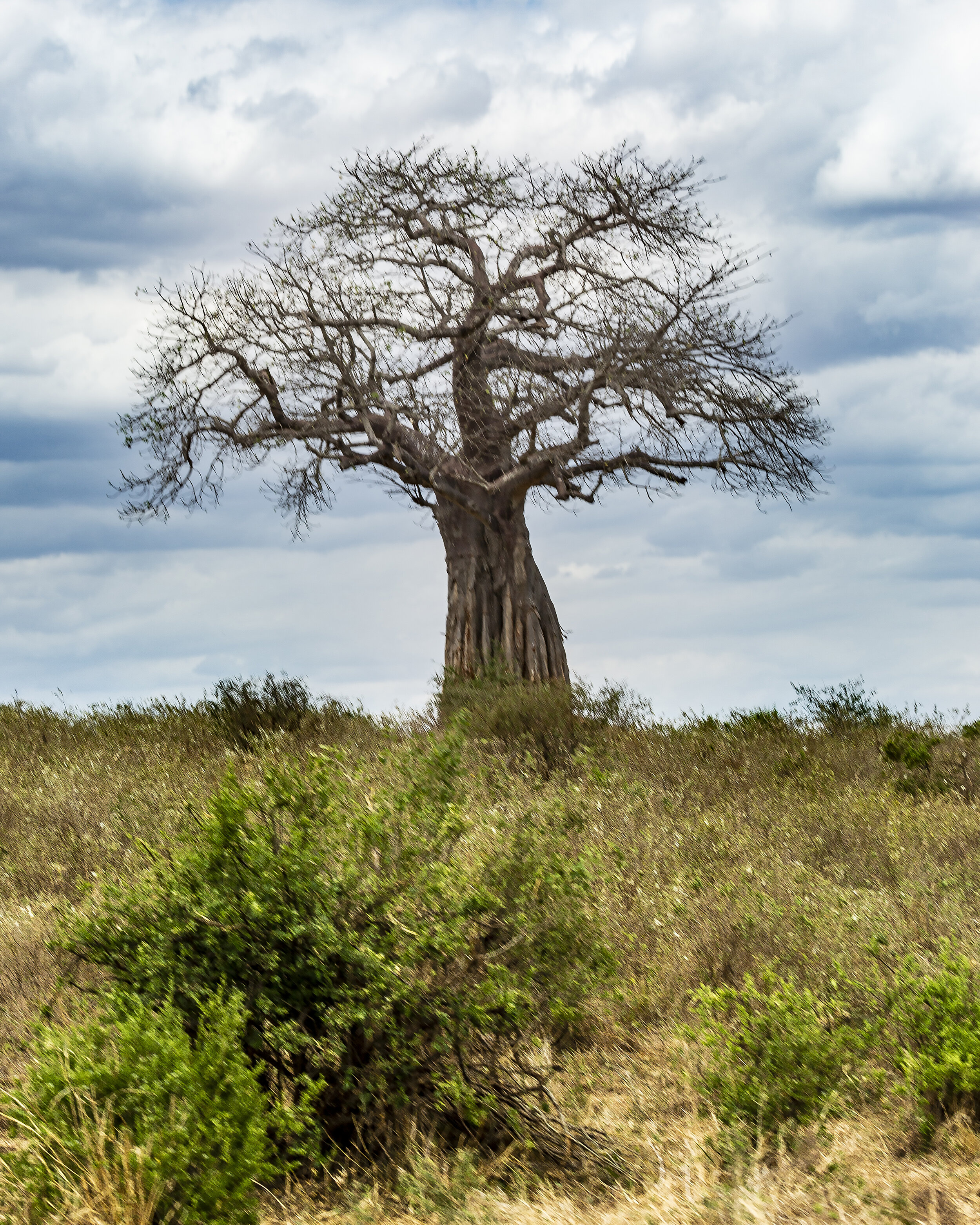 The Mighty Baobab of Tarangire National Park