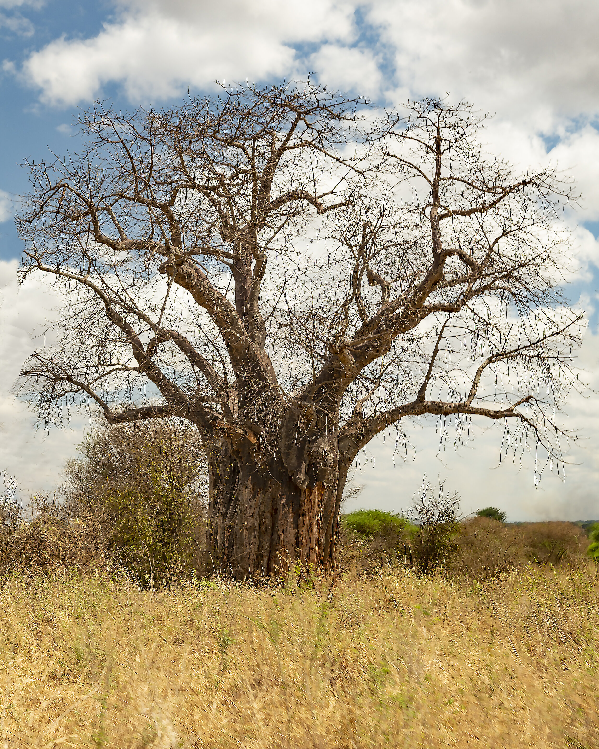 The Mighty Baobab at Tarangire National Park