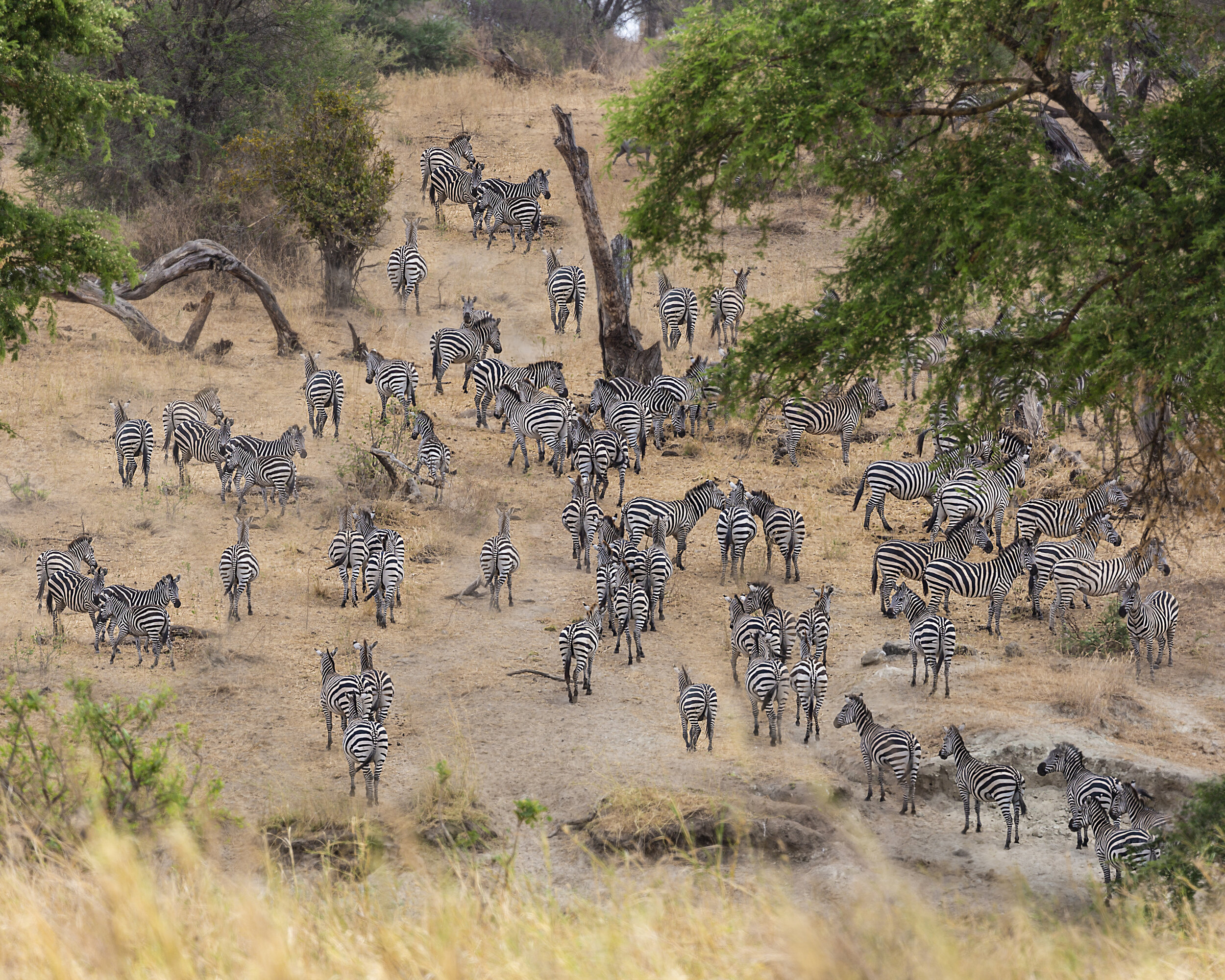 Zebras in Tarangire - photo Michael Girman.jpg