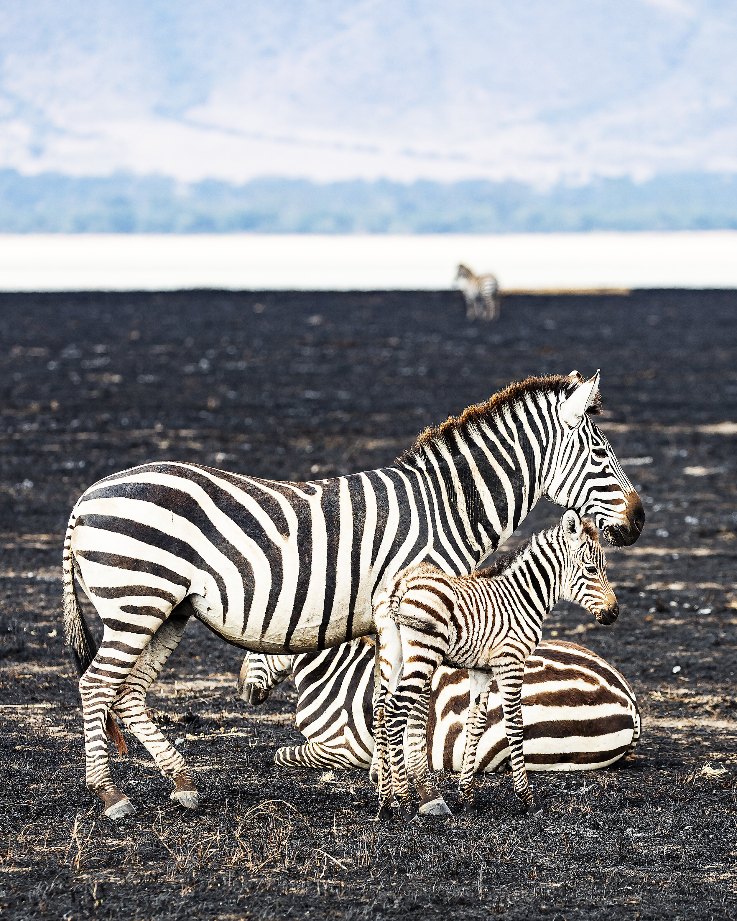 Zebras in Ngorongoro - photo Michael Girman.jpg