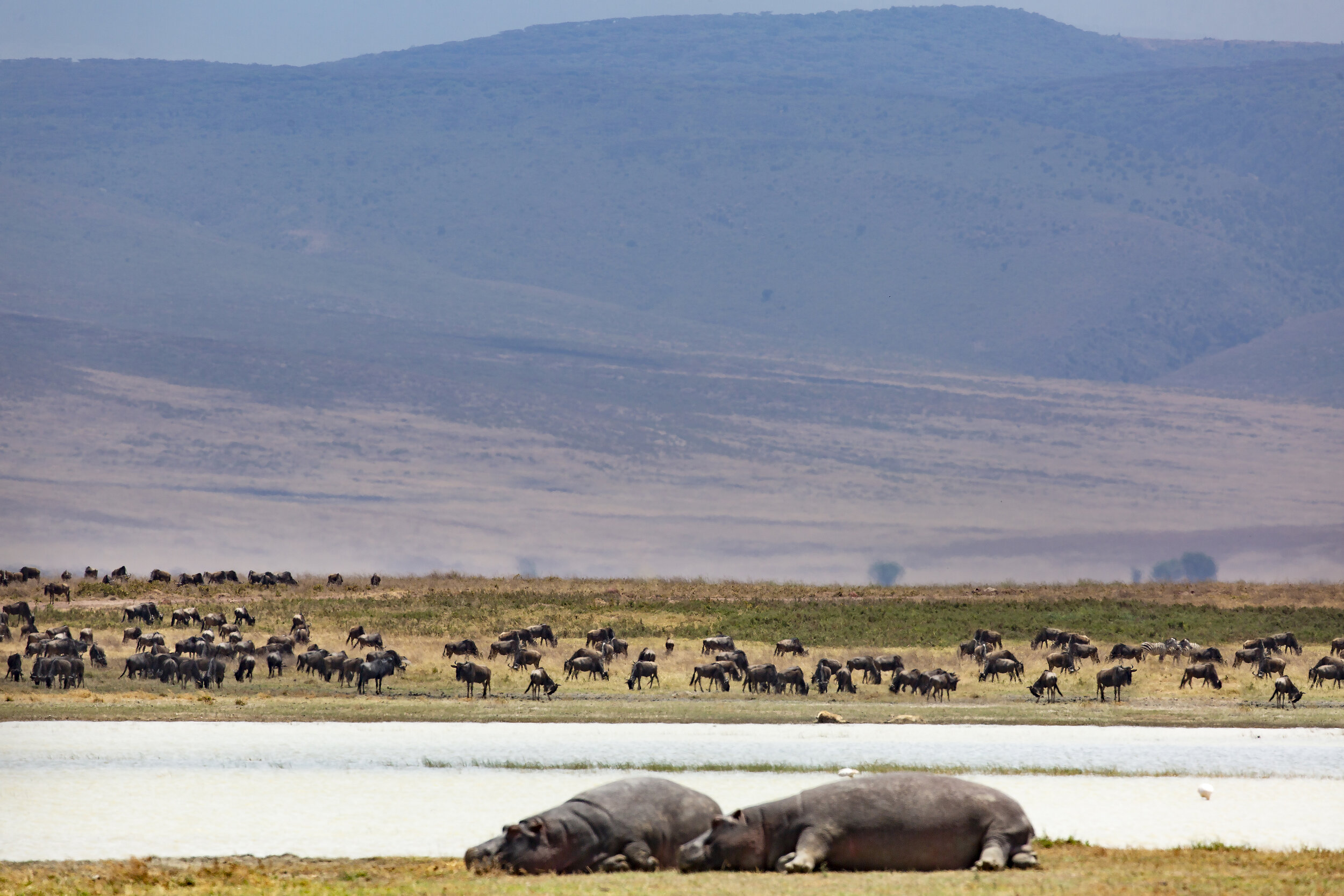 Hippos in Ngorongoro - photo Michael Girman.jpg
