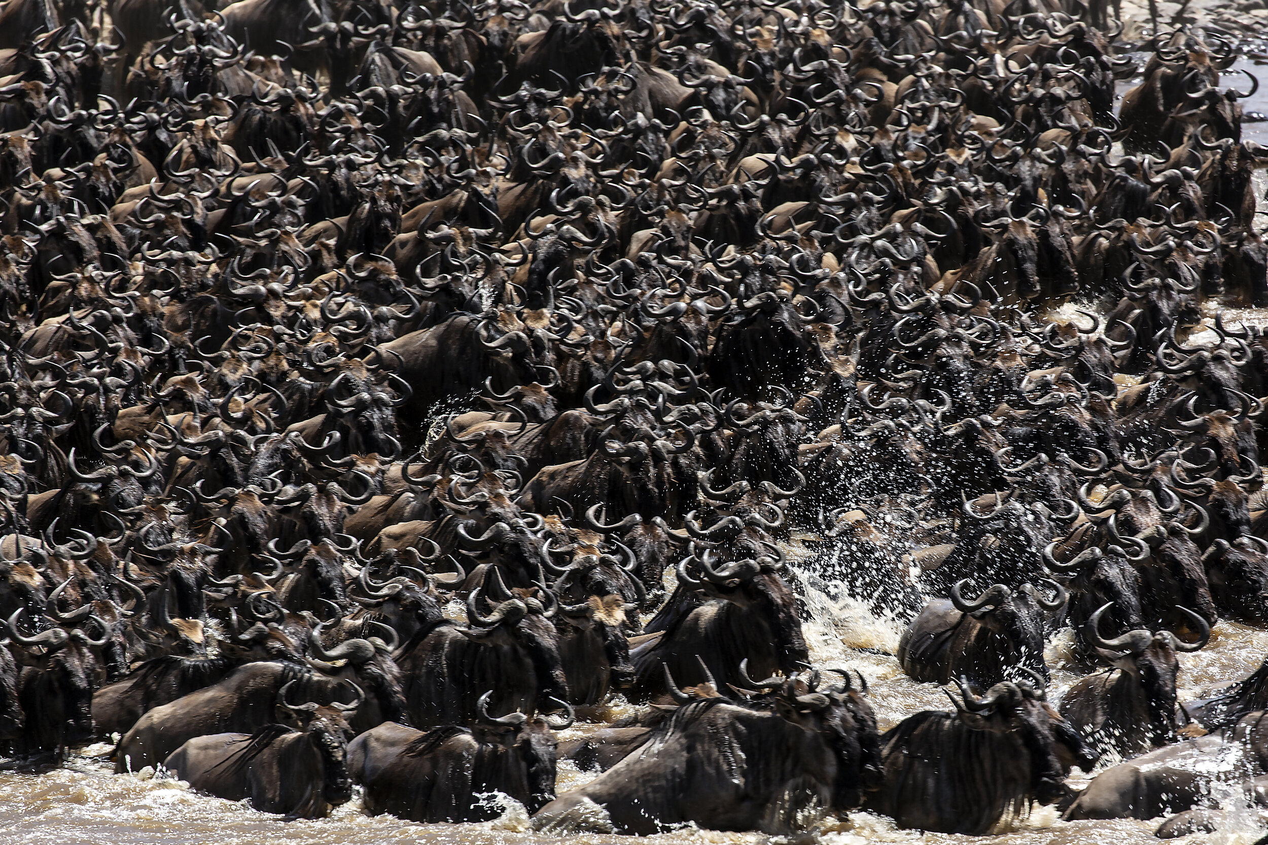 Wildebeest Crossing in Tanzania - photo Michael Girman.jpg