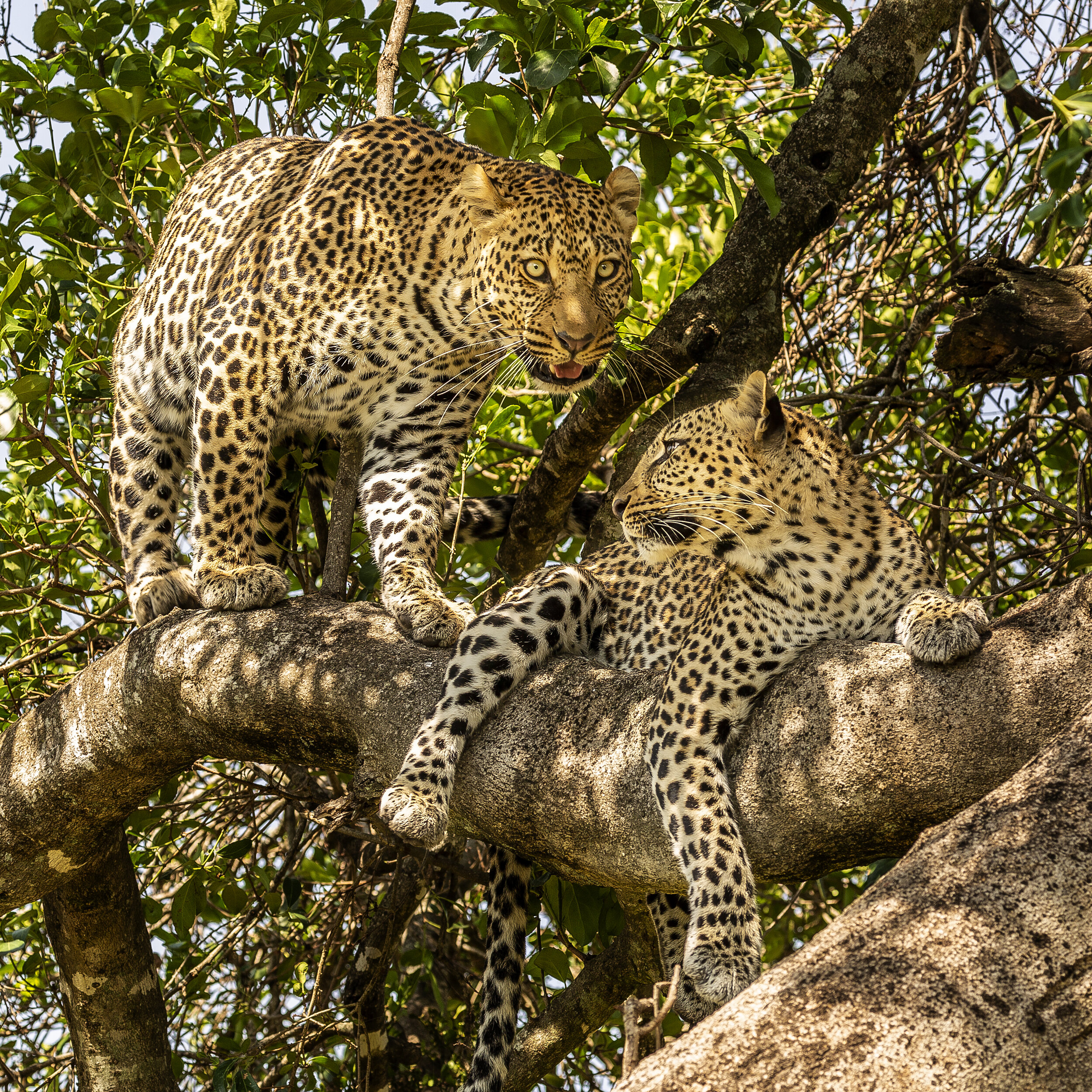 Leopards with a kill Tanzania - photo by Michael Girman.jpg