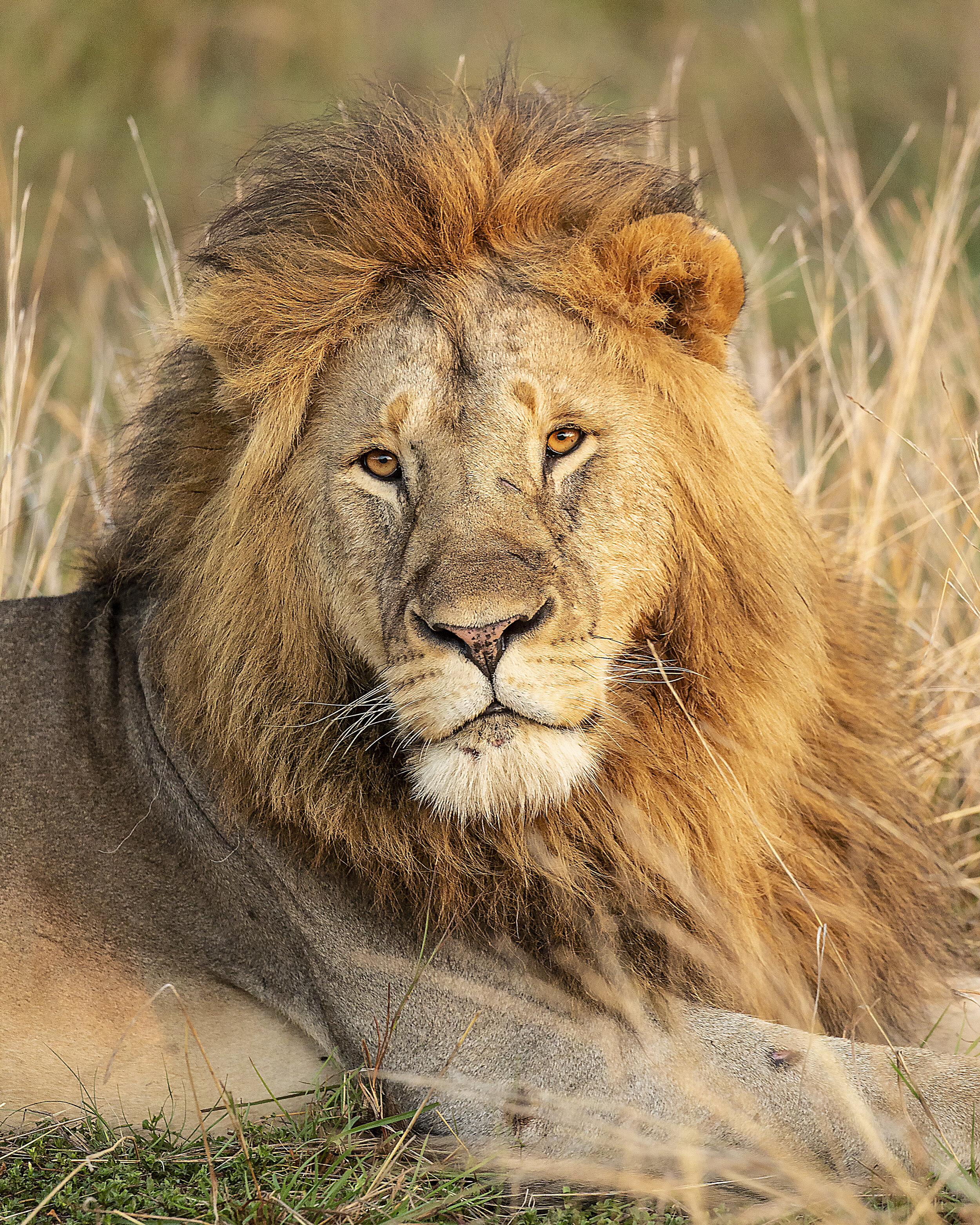 Lion King in Serengeti - photo Michael Girman.jpg