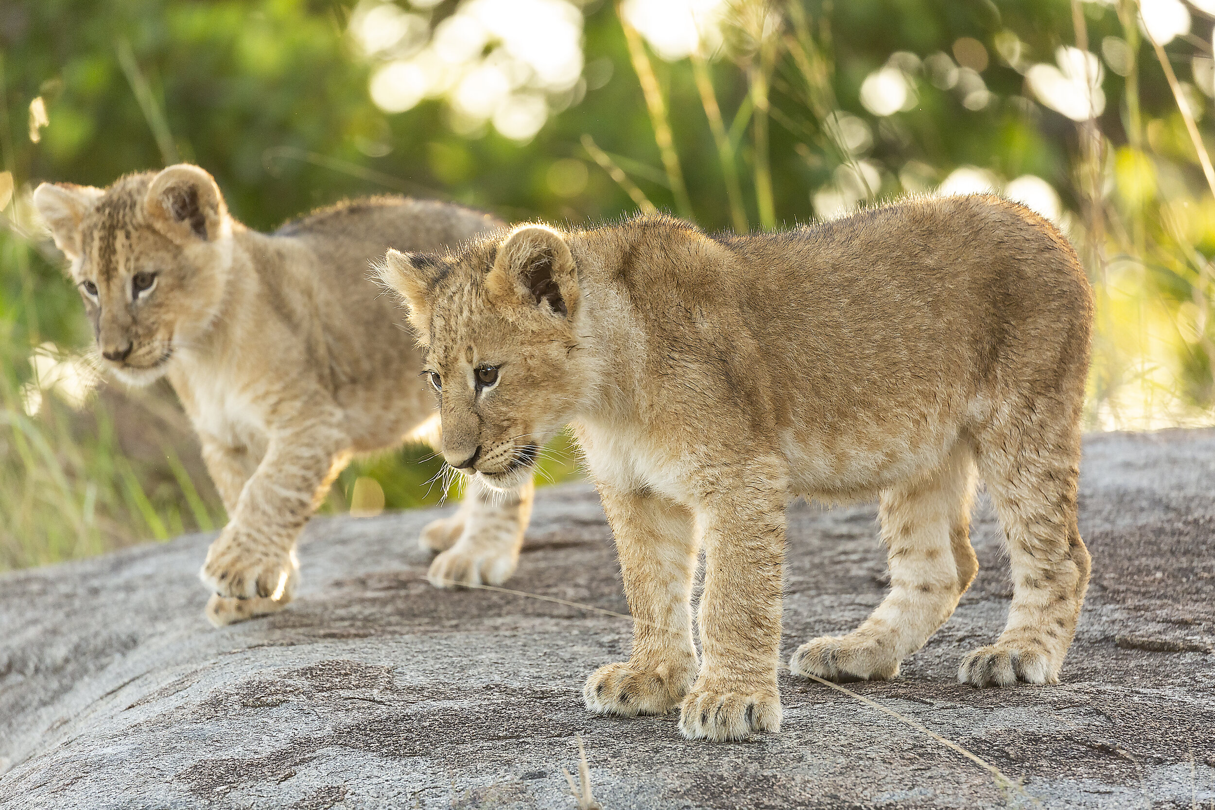 Lion cubs in Serengeti - photo Michael Girman.jpg