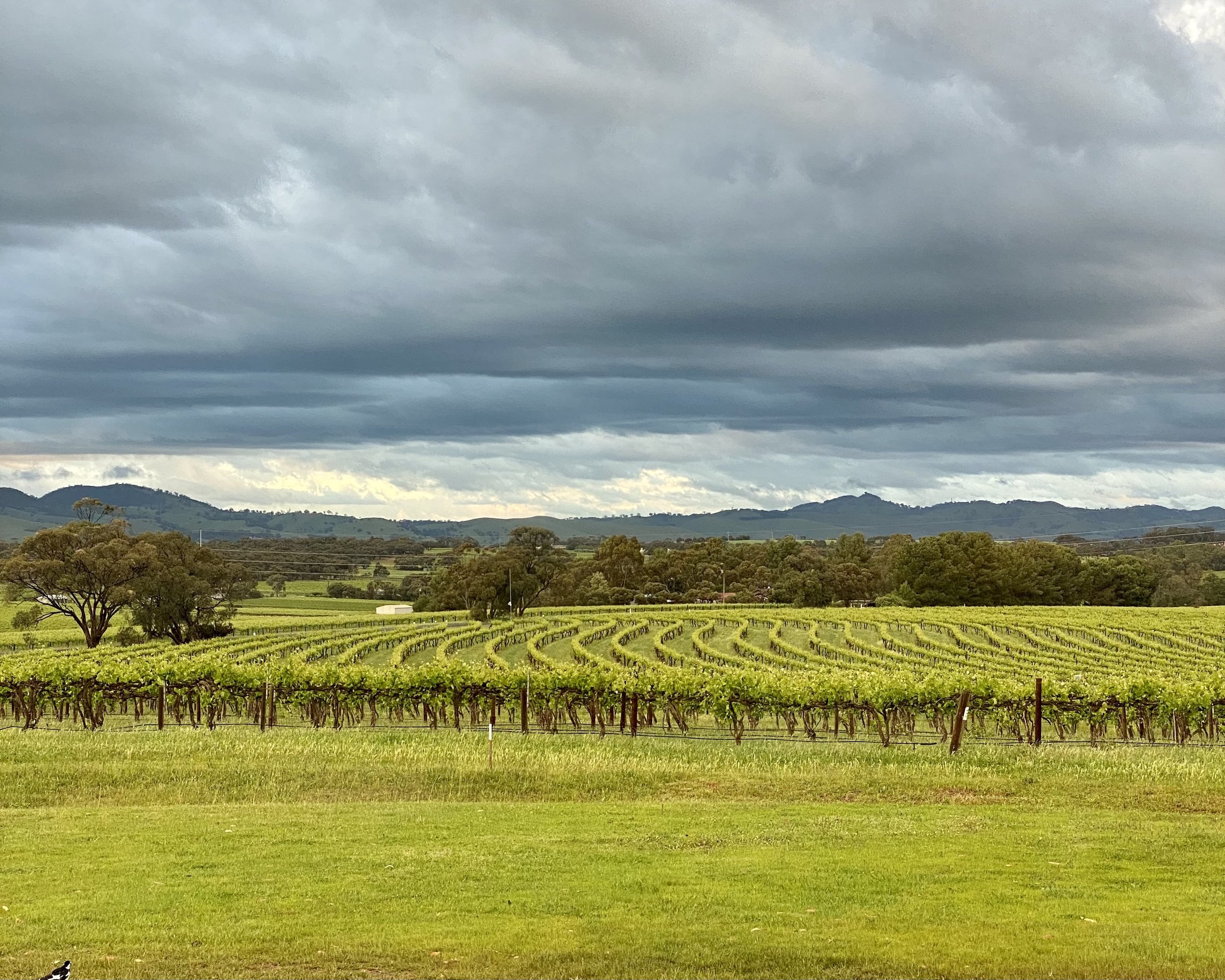 Discovering South Australias Wine Regions Adelaide Hills and Barossa — Travels with Tesa image