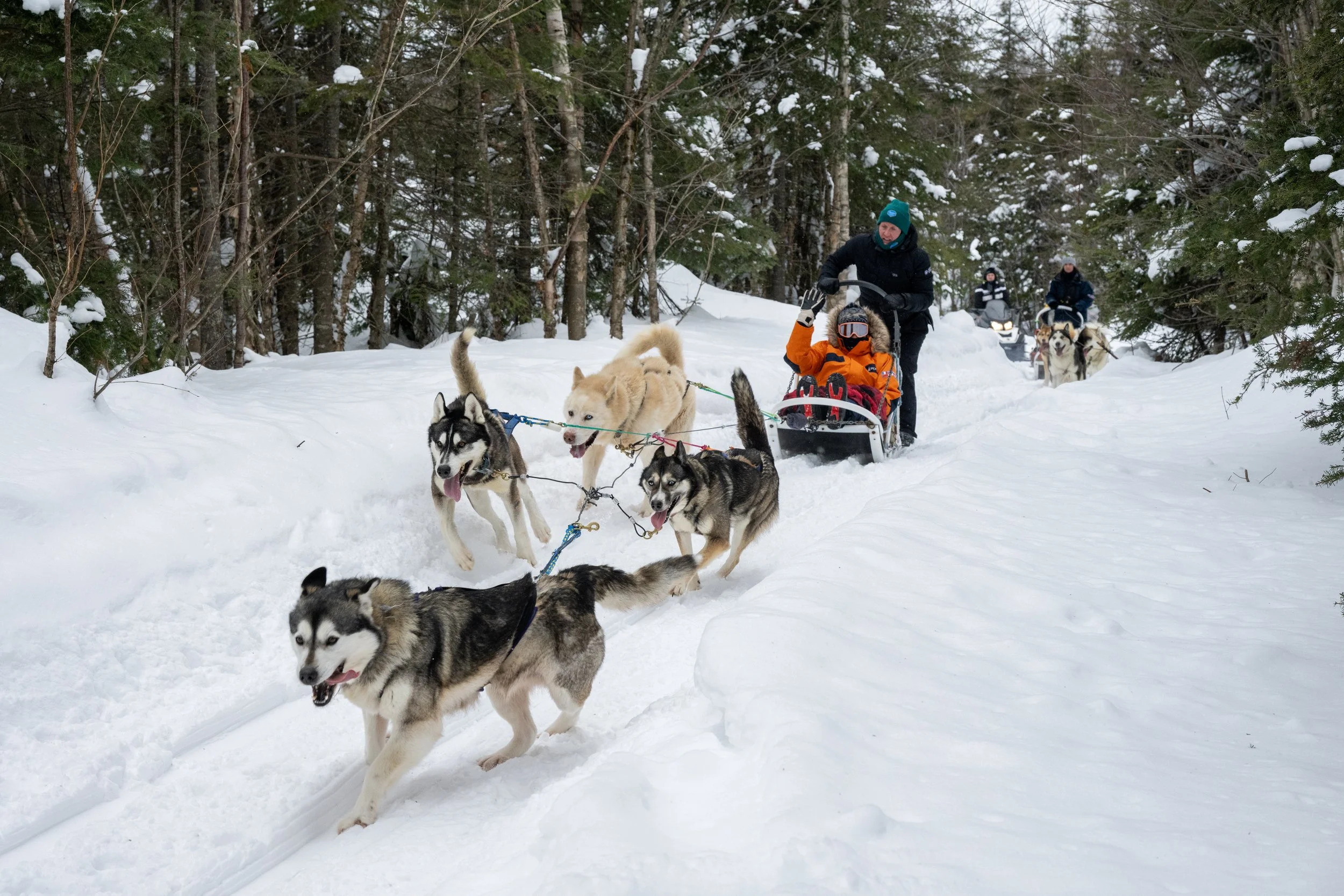 Dog Sledding through the Boreal Forest