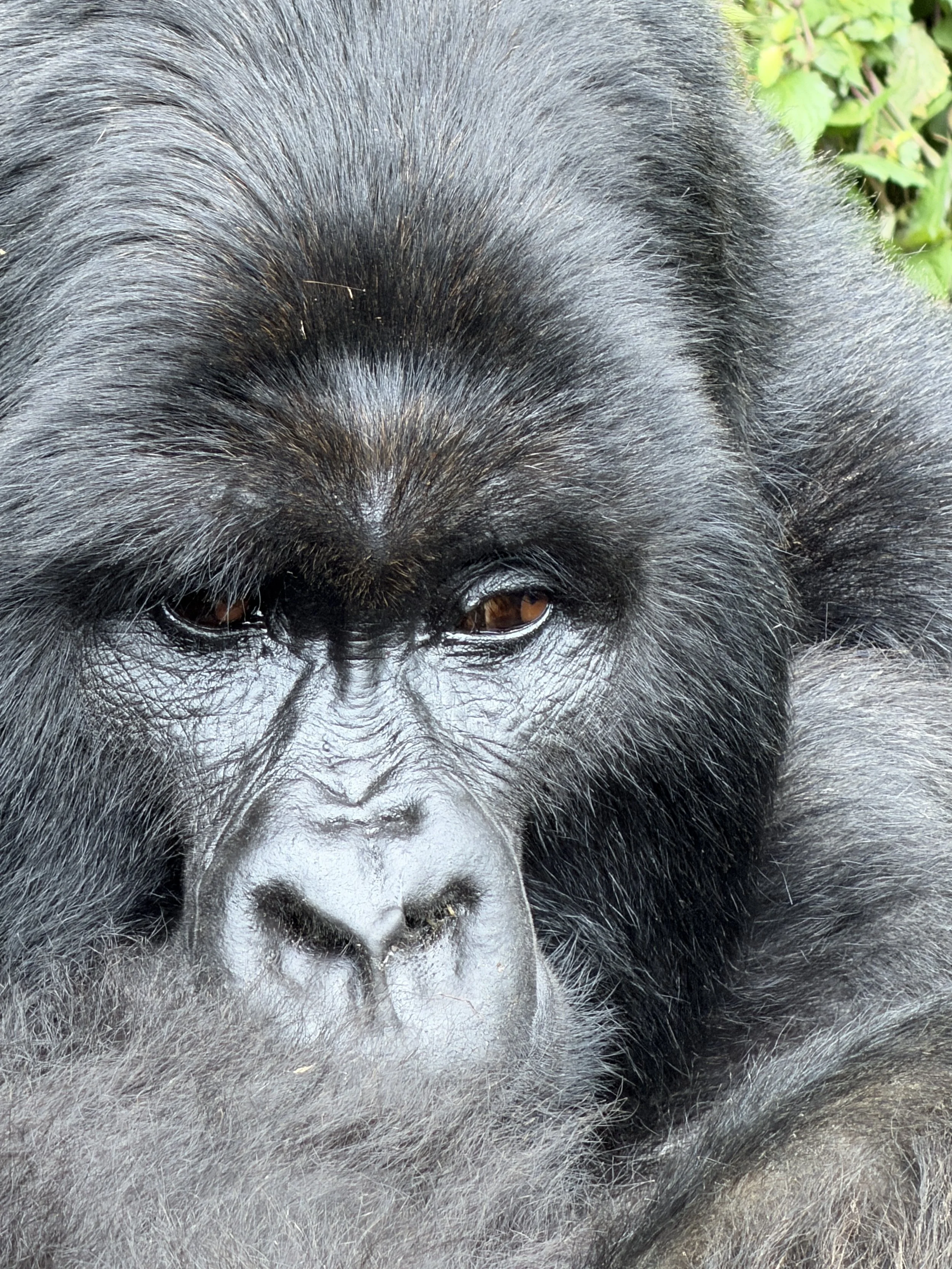 Rwanda Gorillas Izubu TravelswithTesa.JPG