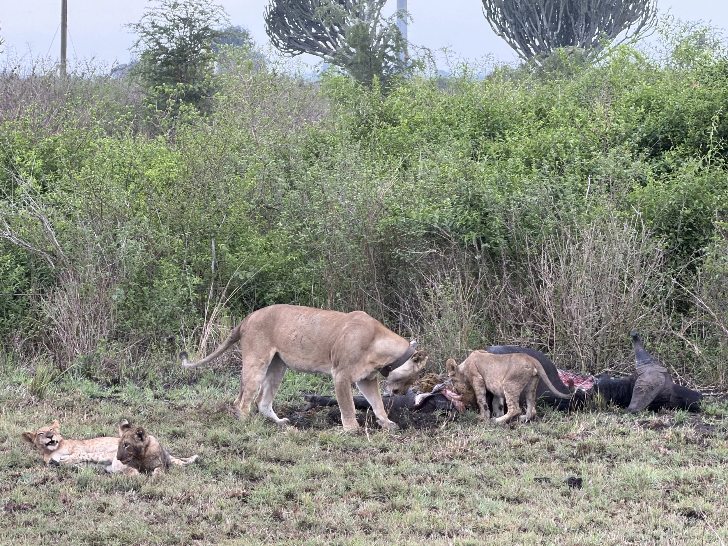 QueenElizabethParkUganda TravelswithTesa Lions.JPG