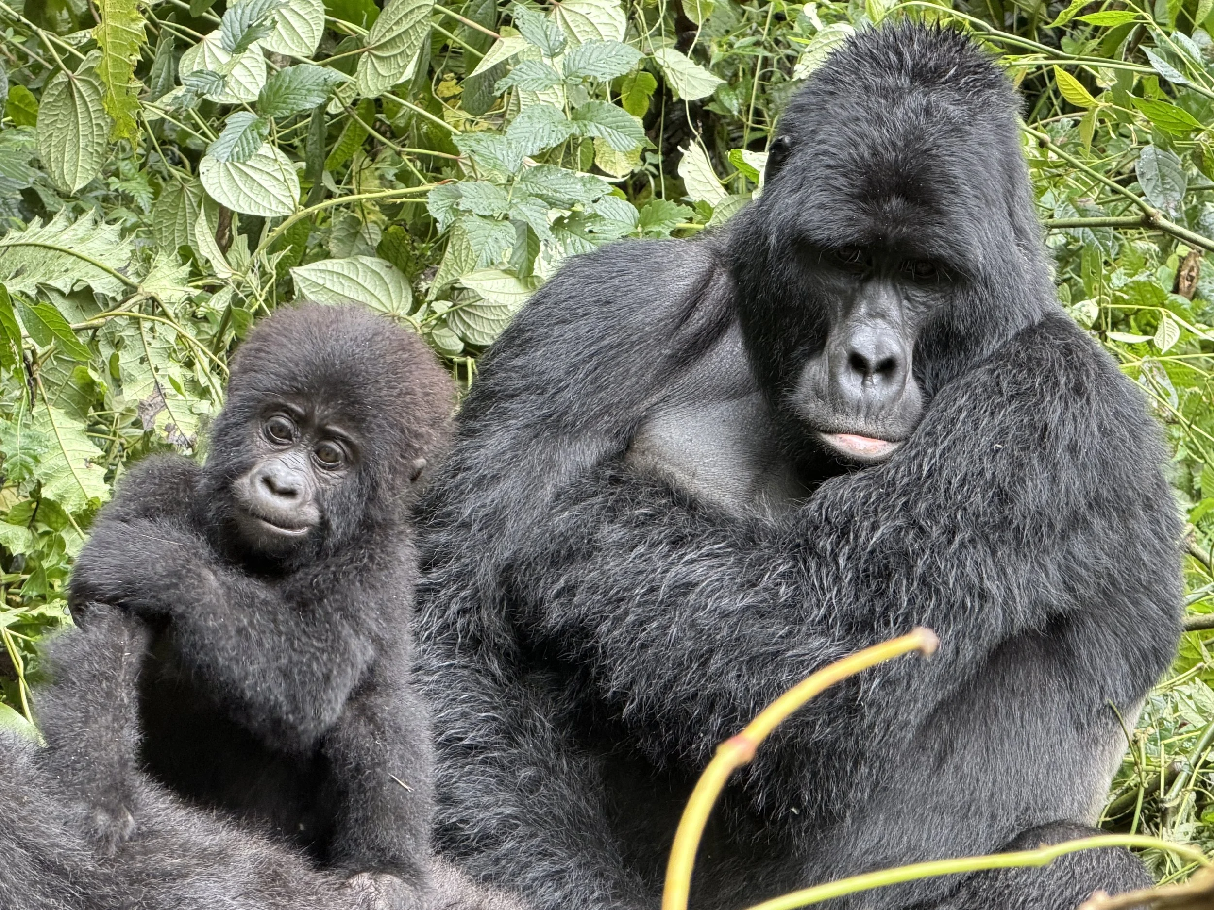 BwindiImpenetrableForest Gorilla Uganda TravelswithTesa.JPG