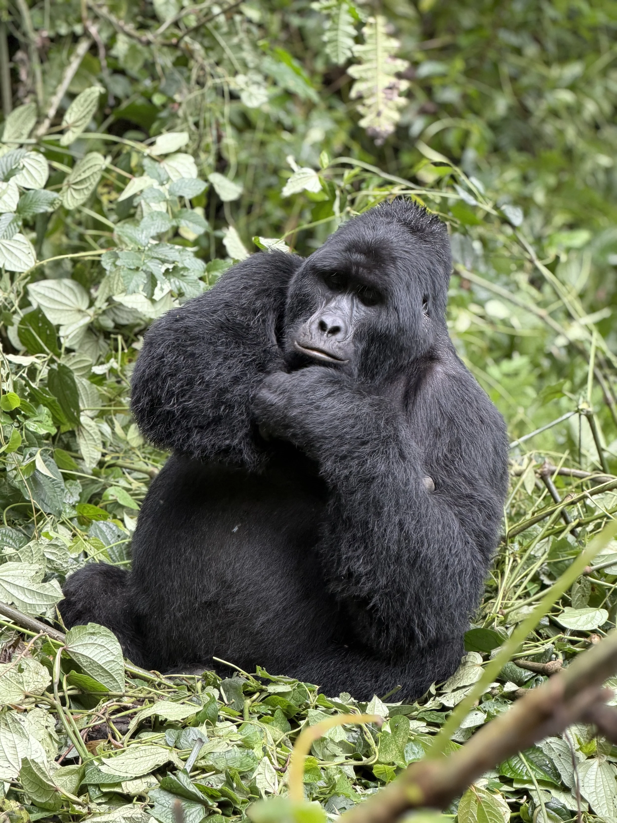 BwindiImpenetrableForestUganda Gorillas TravelswithTesa.JPG