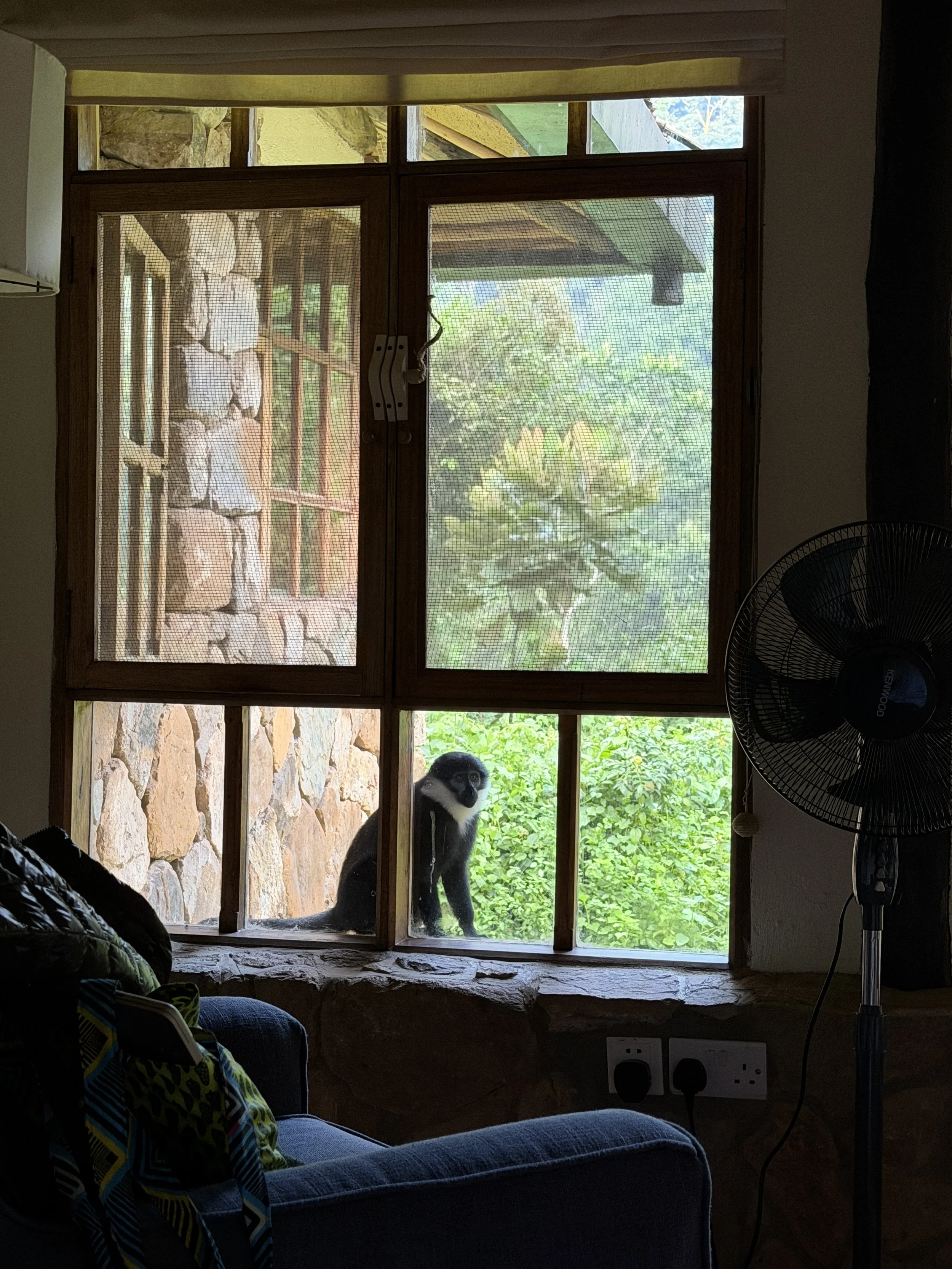 Bwindi Lodge, Uganda - Volcanoes Safaris