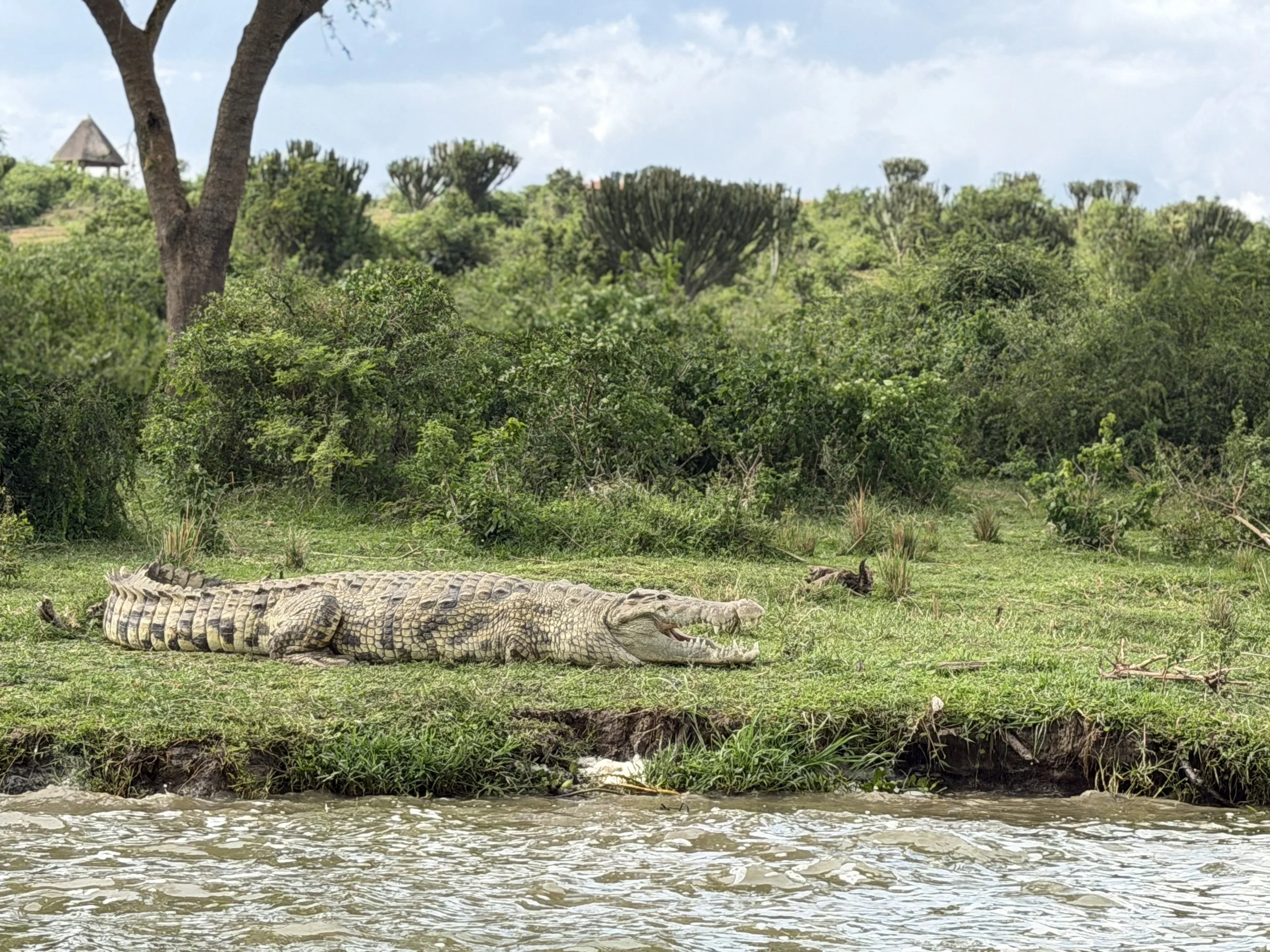 KazingaChannel Uganda TravelswithTesa Crocodile.JPG