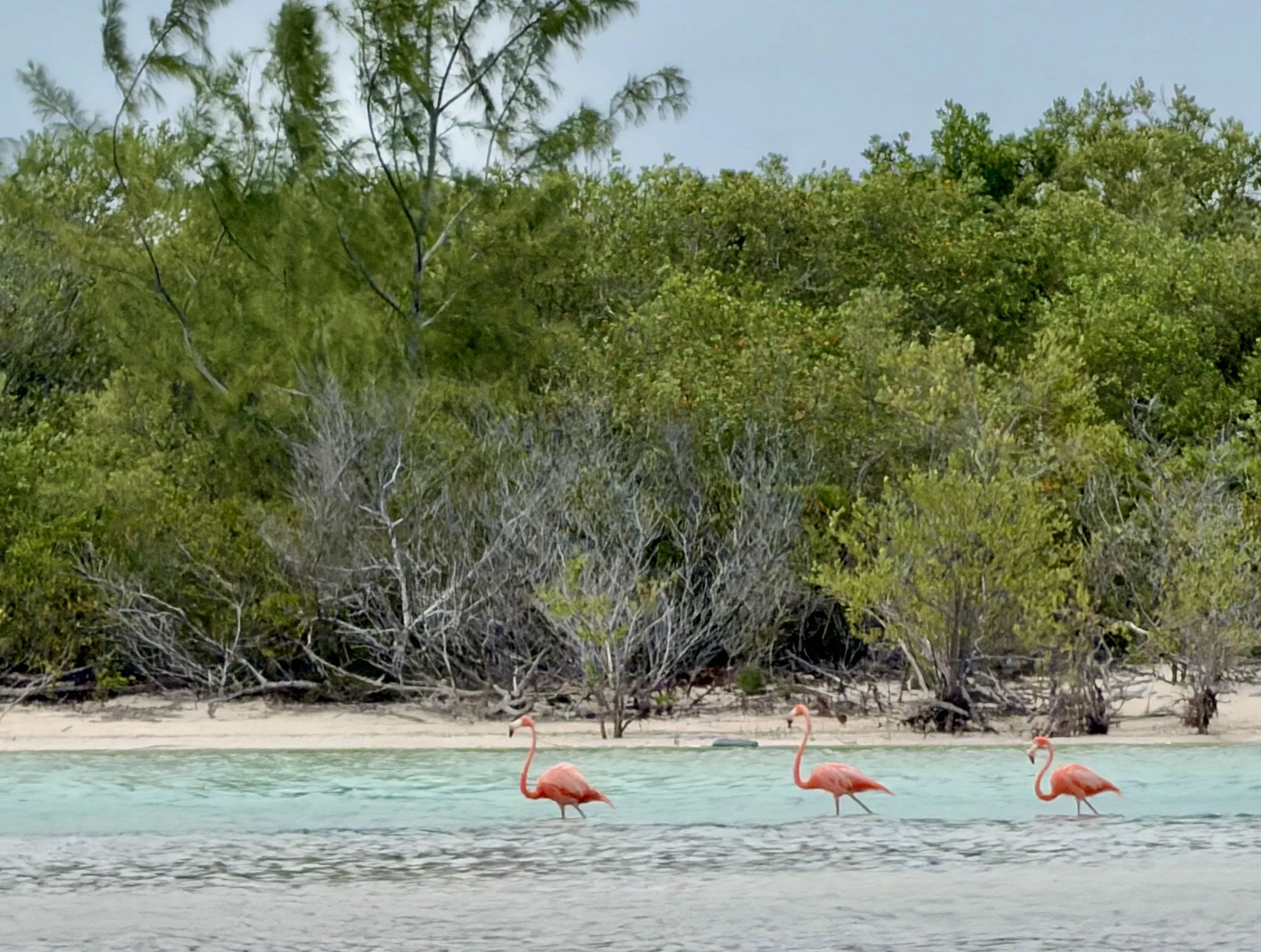 Holbox Mexico TravelswithTesa.JPG