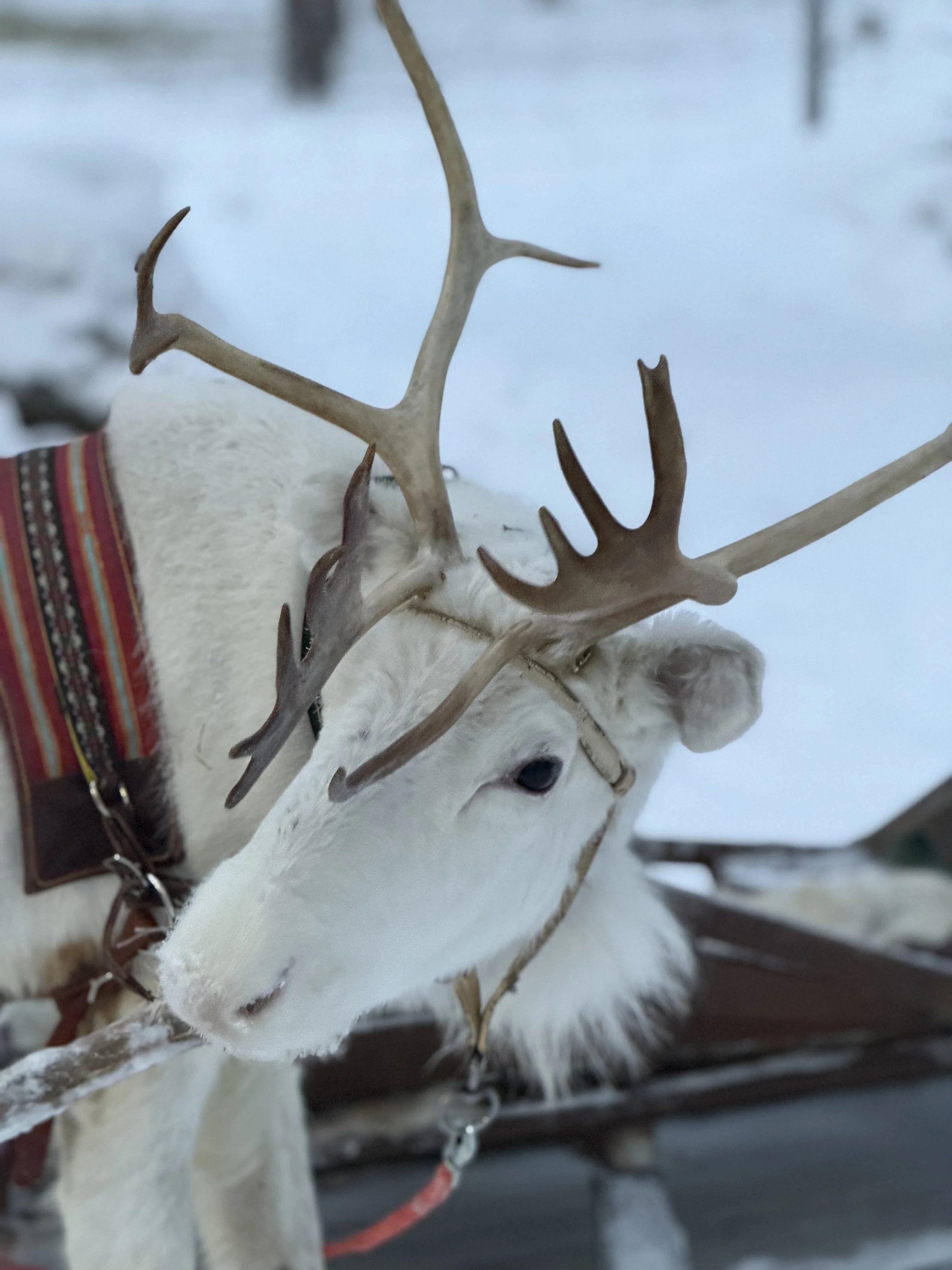 Finland Lapland Reindeer TravelswithTesa.JPG
