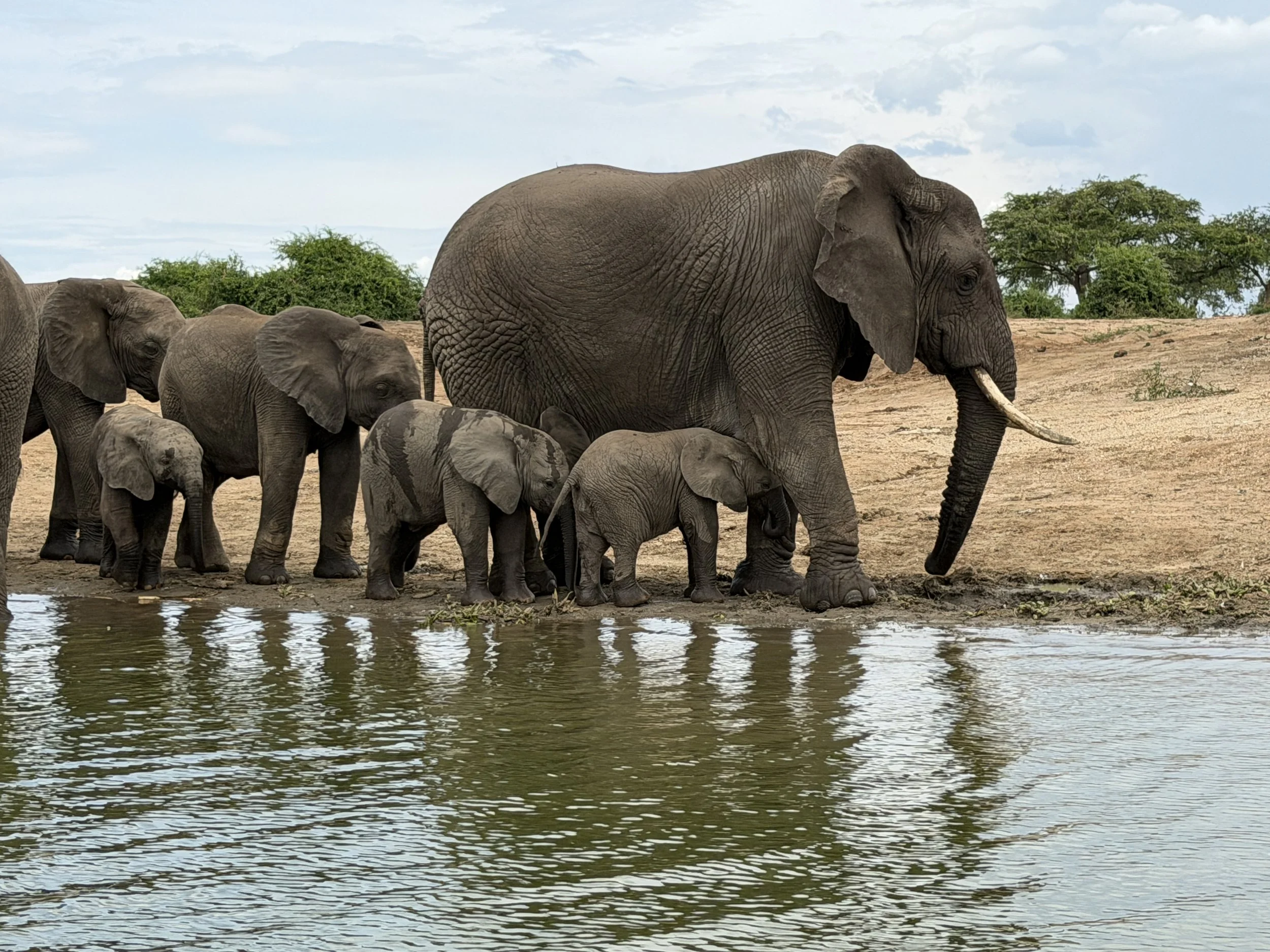 KazingaChannel Uganda TravelswithTesa Elephants.JPG