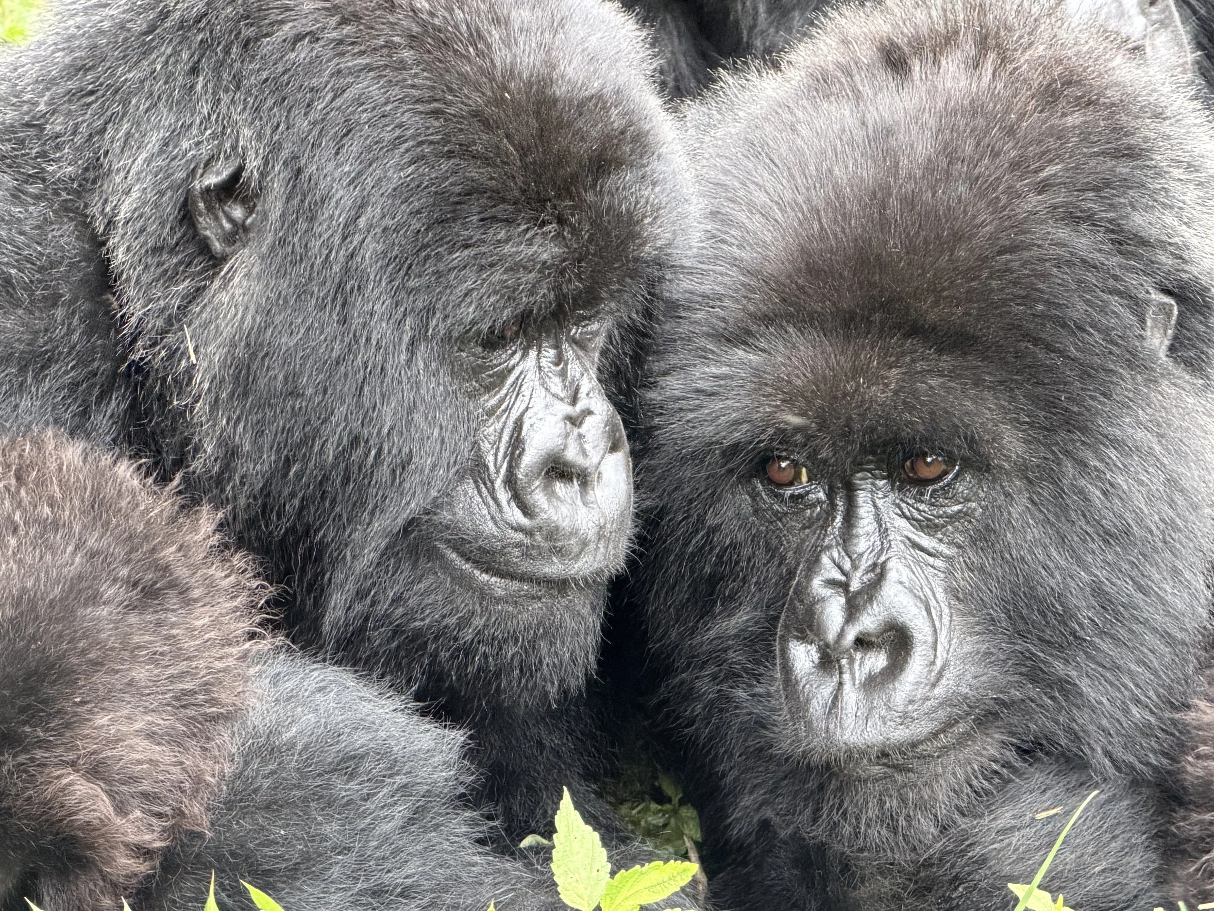 Rwanda Izuba Gorillas TravelswithTesa.JPG