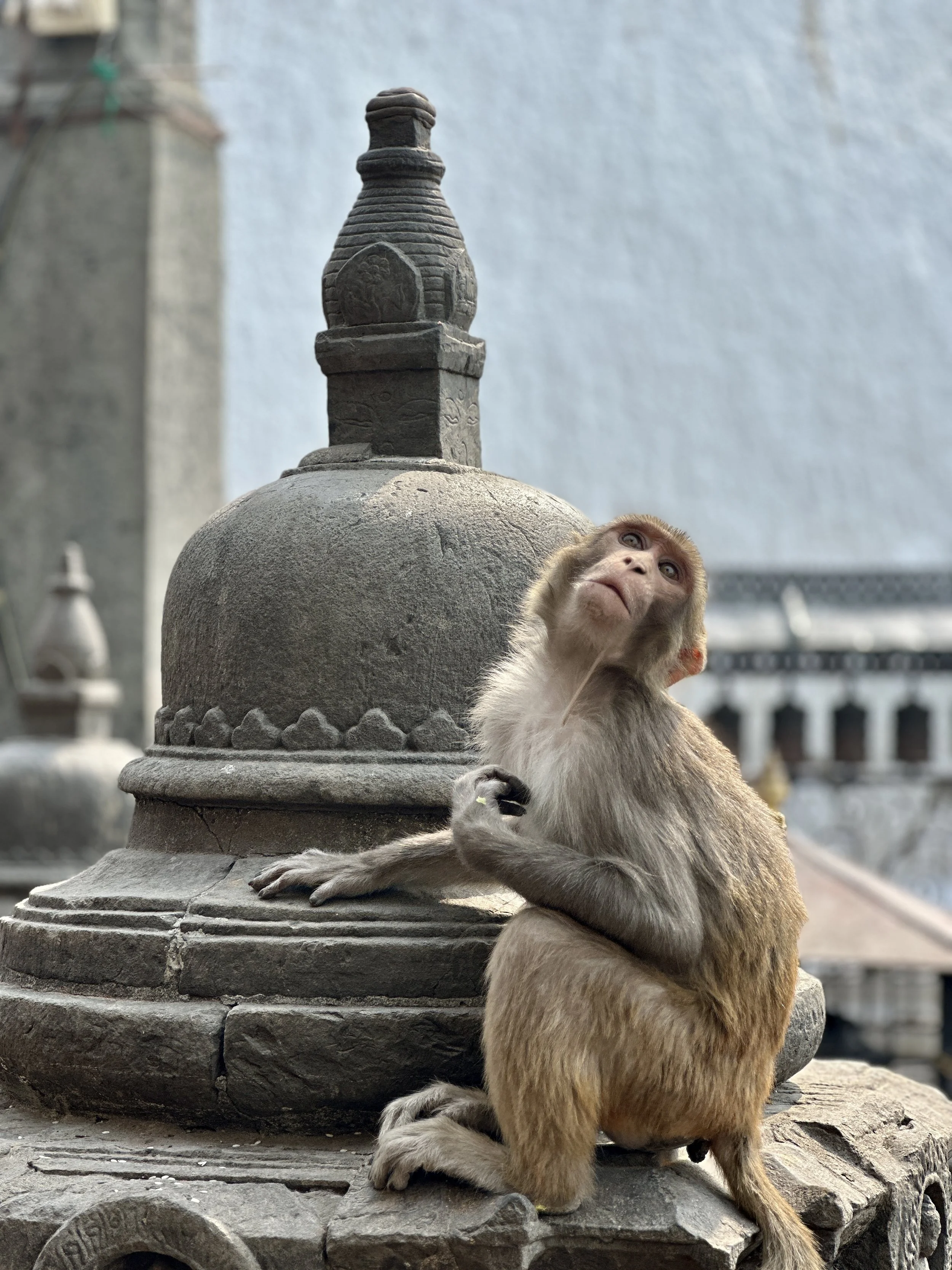 Swayambunath Kathmandu Nepal.JPG