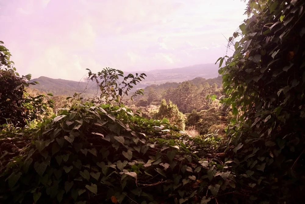 Panama_Boquete_TravelswithTesa.jpg