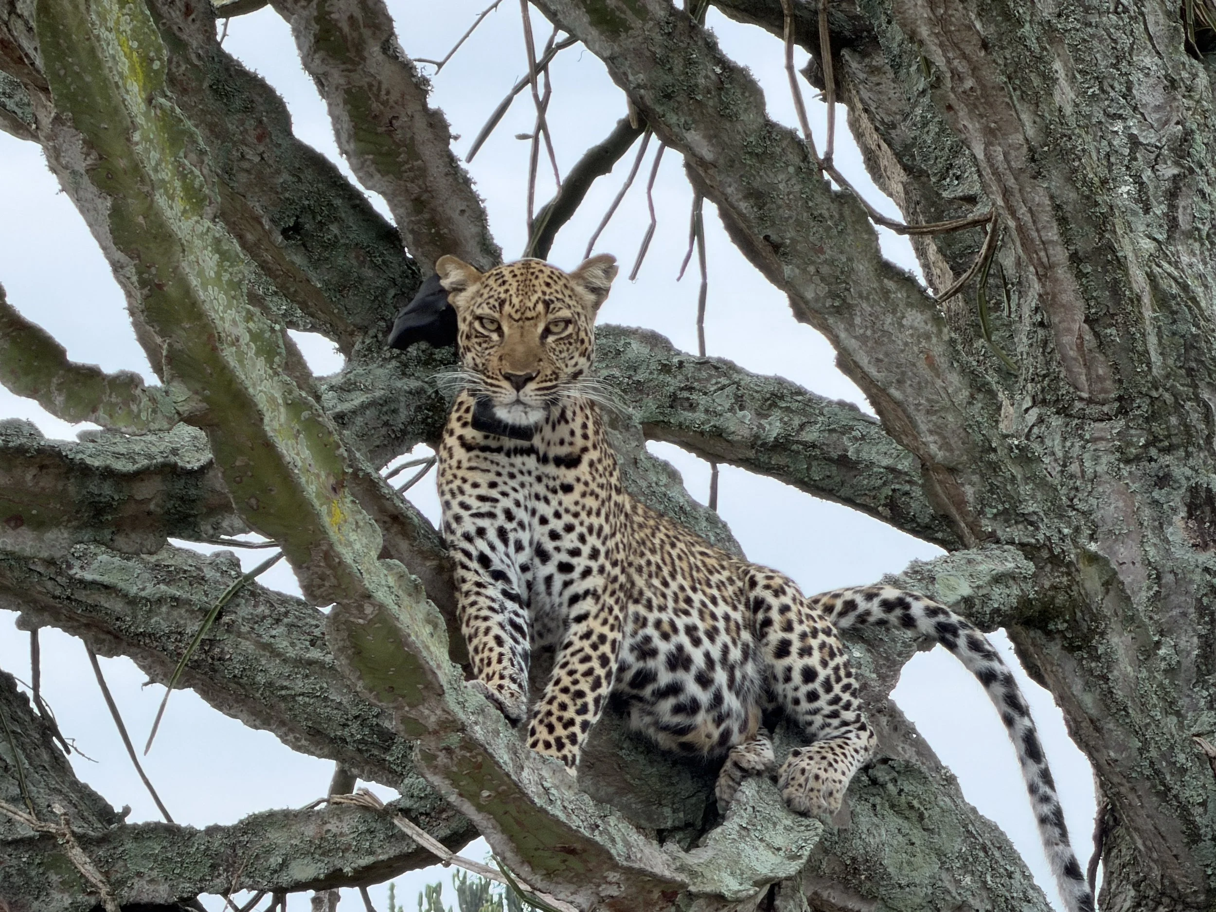 QueenElizabethParkUganda TravelswithTesa Leopard.JPG