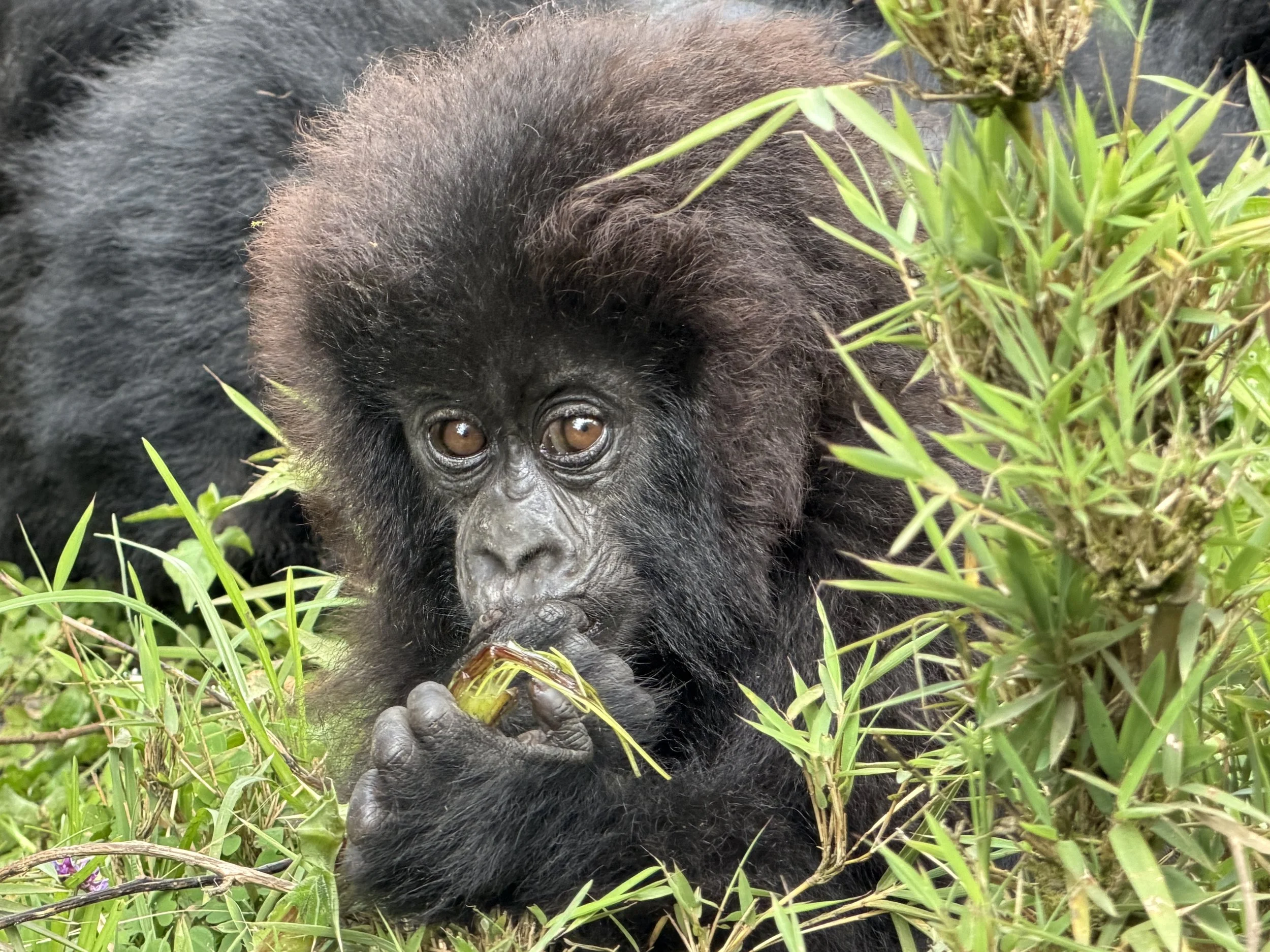 Rwanda GorillaTrekking VolcanoesNationalPark SavingGorillas TravelswithTesa.JPG
