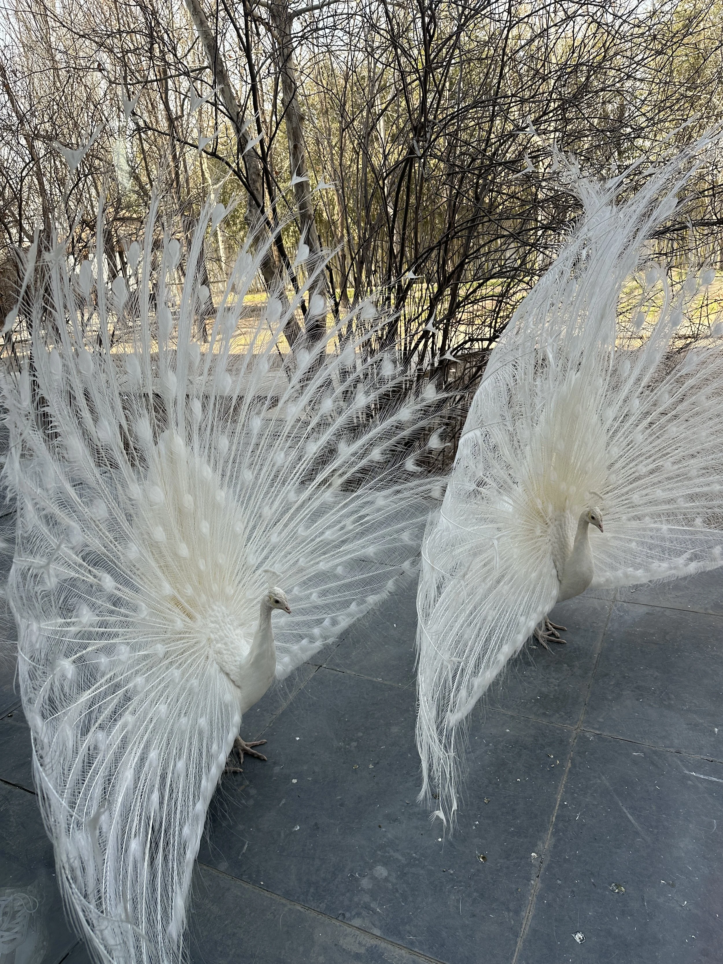 China Beijing TravelswithTesa.JPG