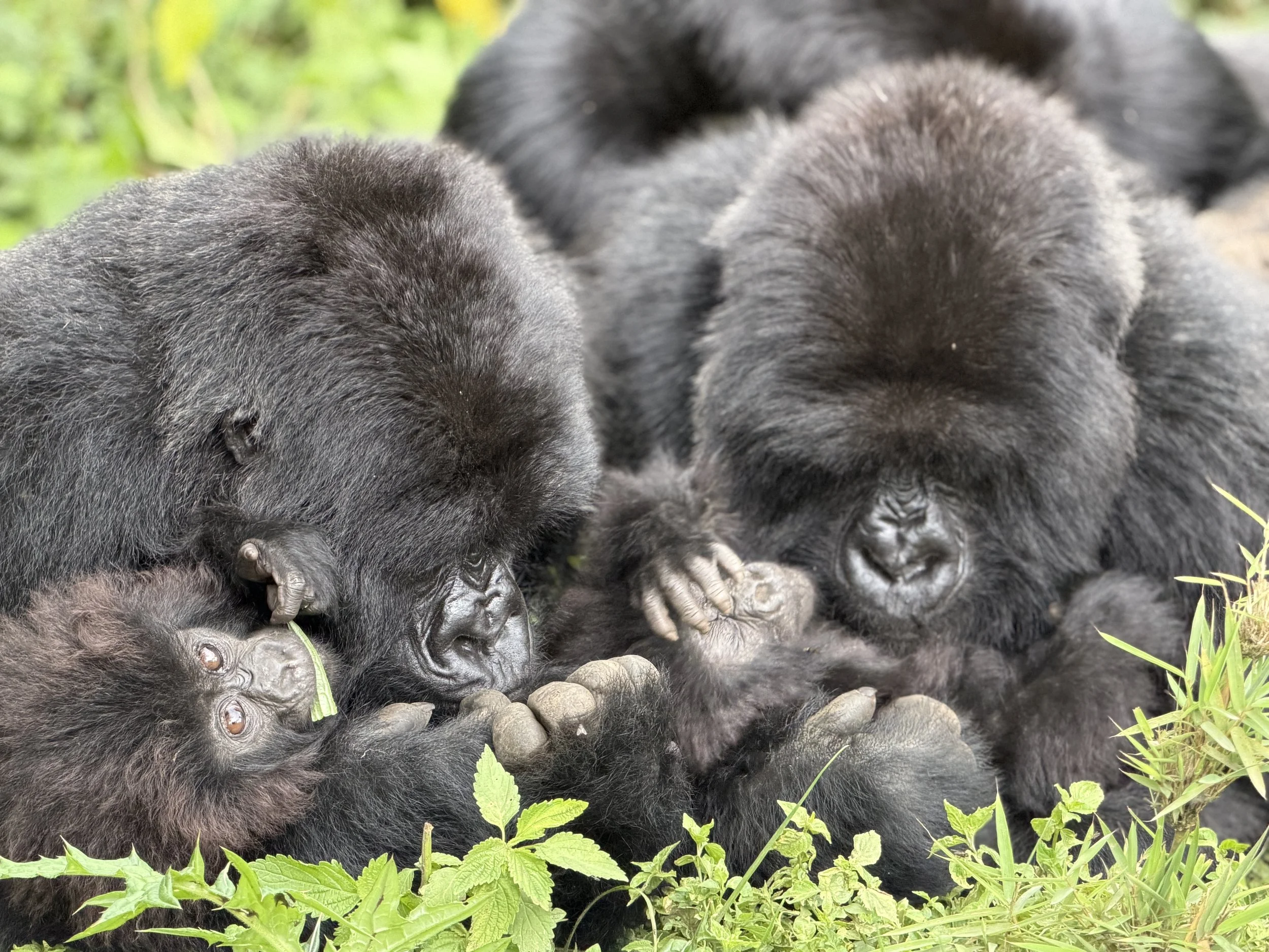Rwanda Izuba Gorillas TravelswithTesa.JPG