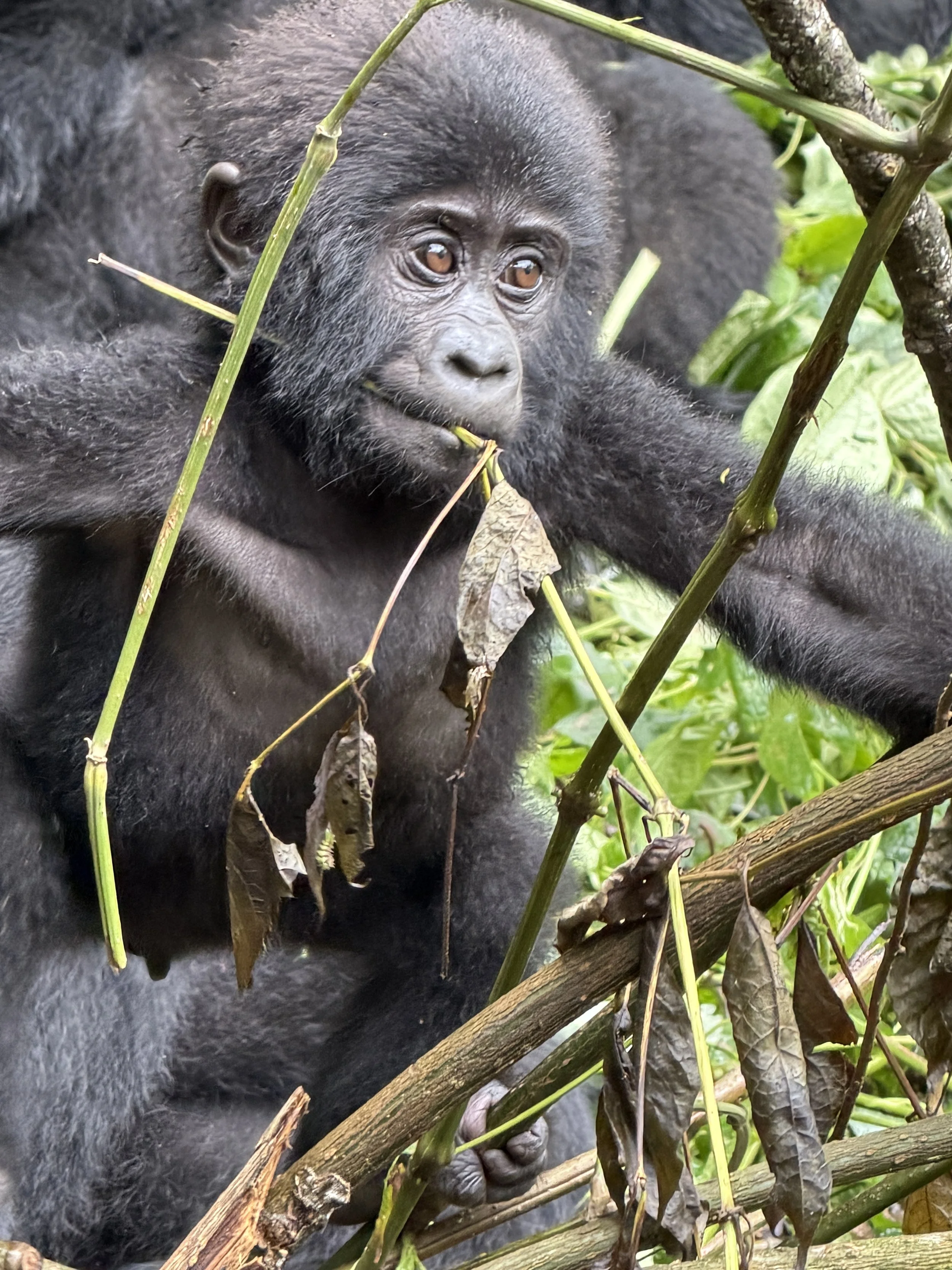 BwindiImpenetrableForestUganda Gorillas TravelswithTesa.JPG