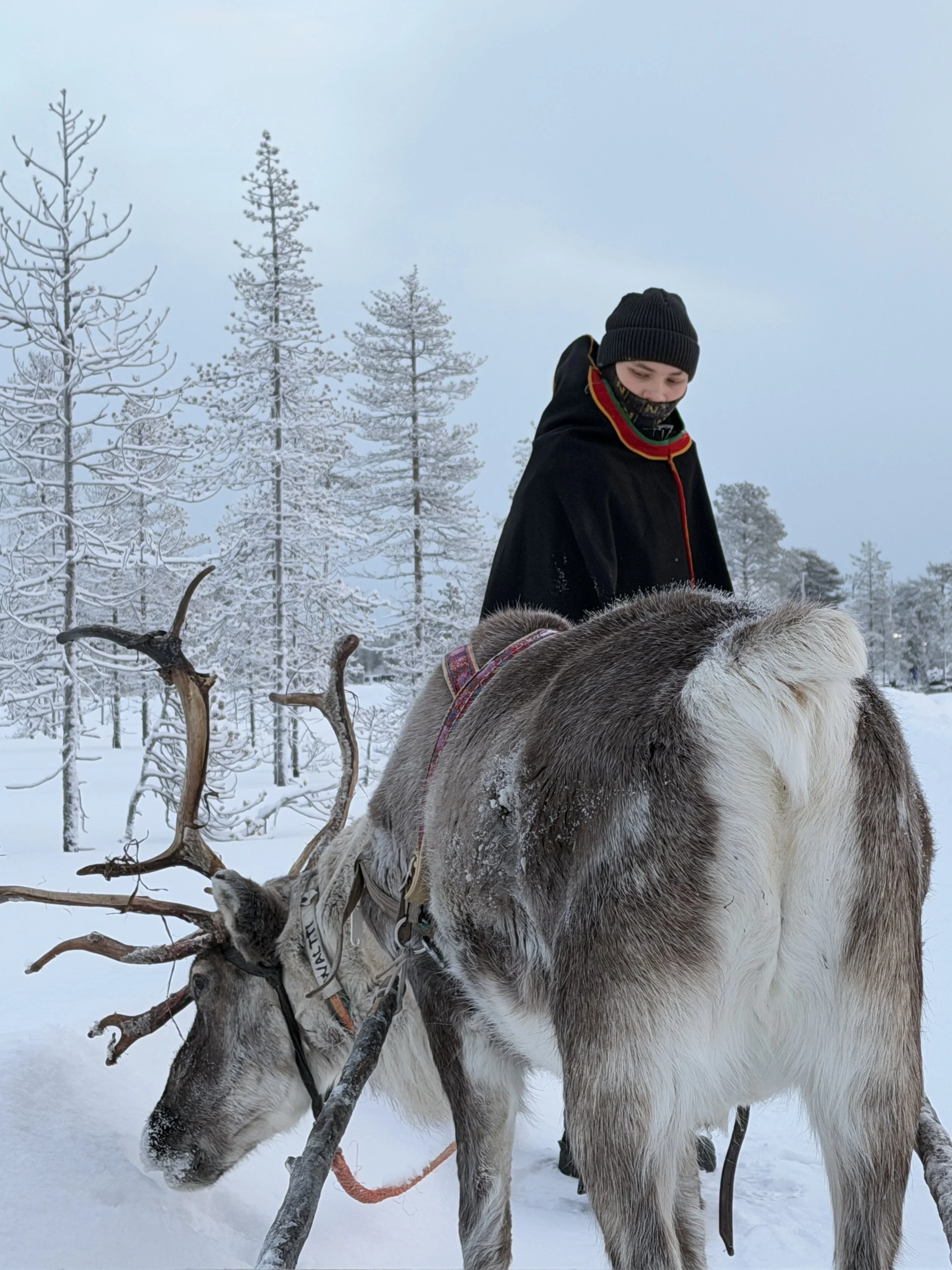 Finland Lapland Reindeer TravelswithTesa.JPG
