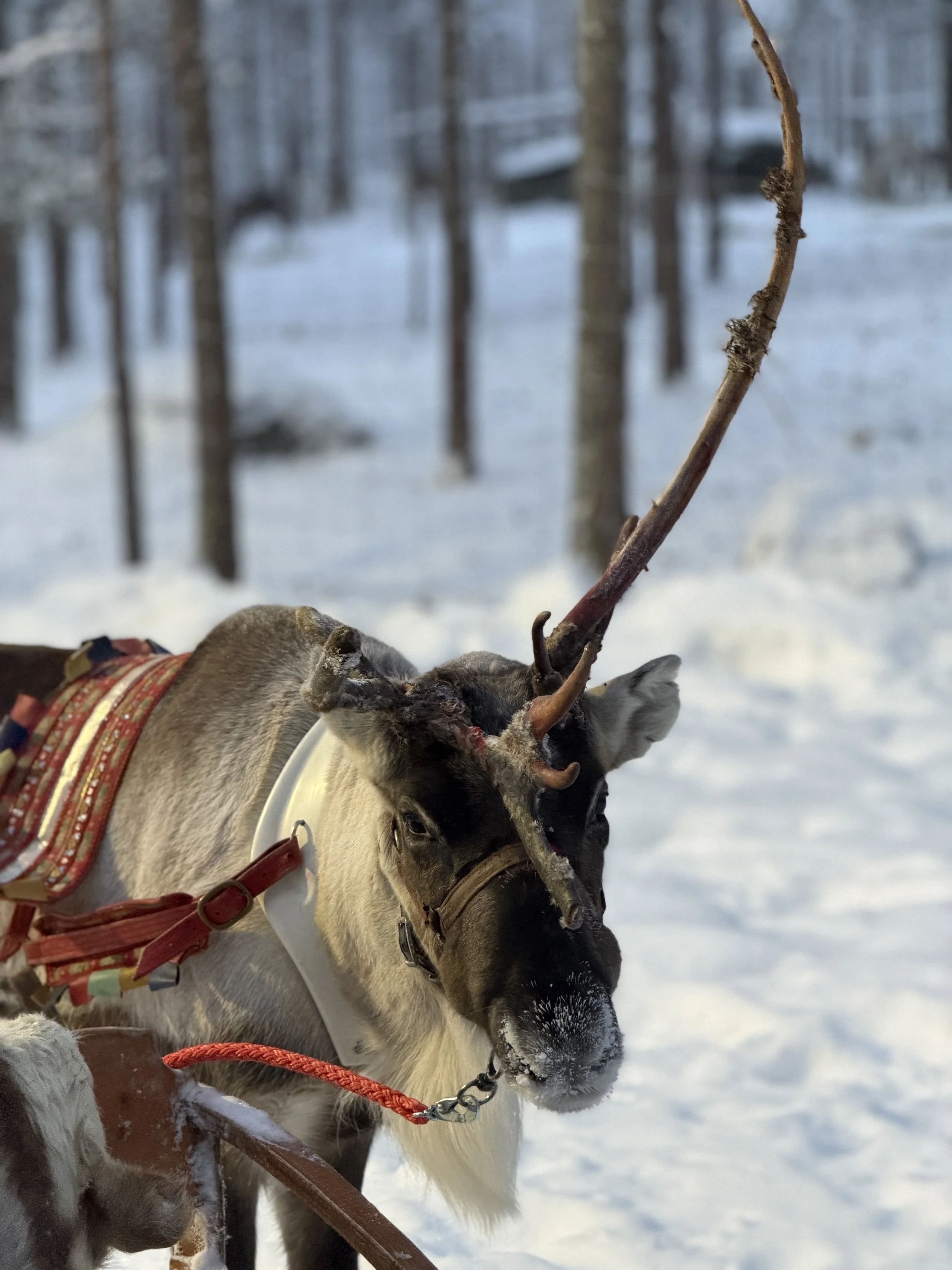 Finland Lapland Reindeer TravelswithTesa.JPG