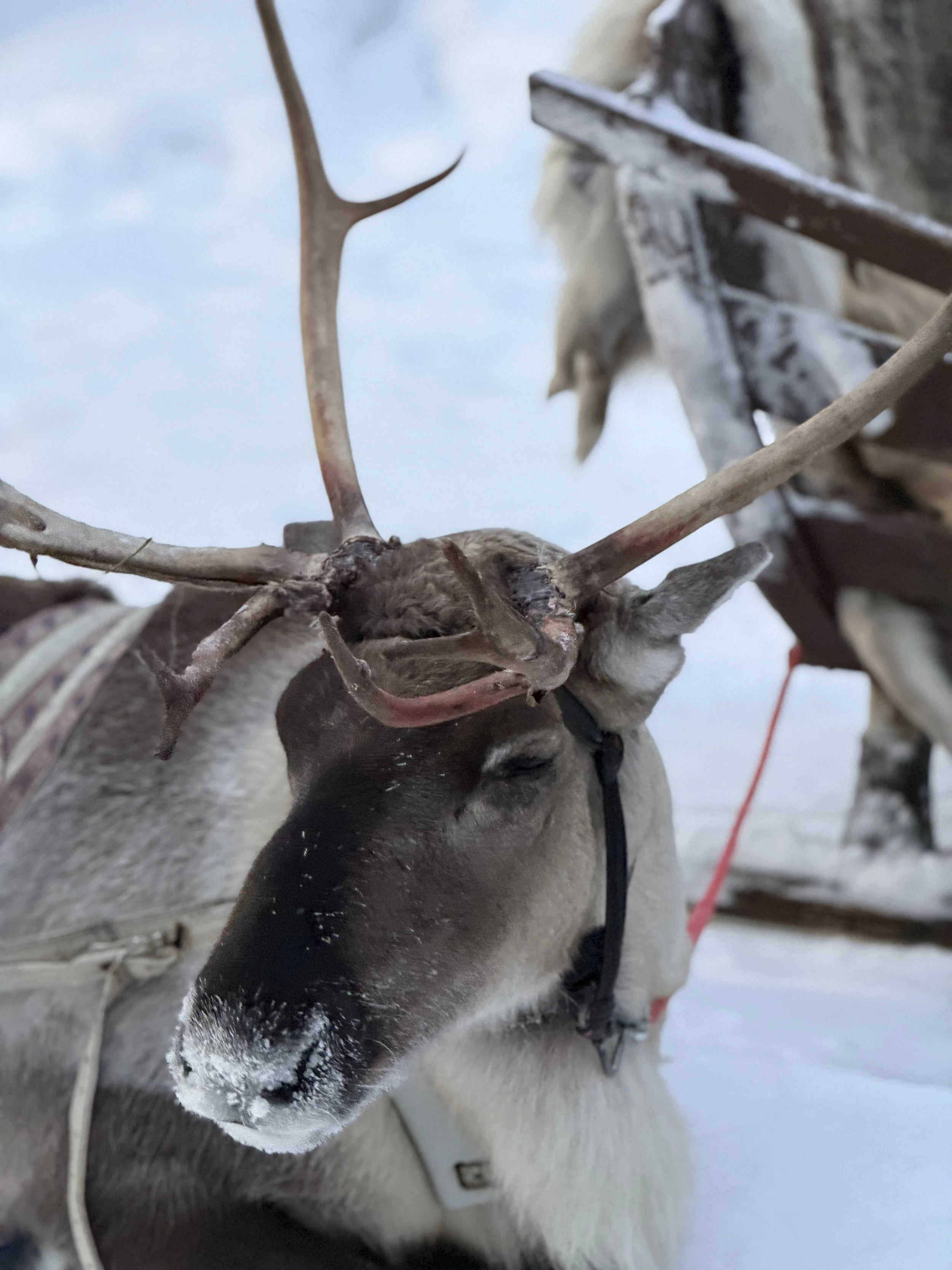 Finland Lapland Reindeer TravelswithTesa.JPG