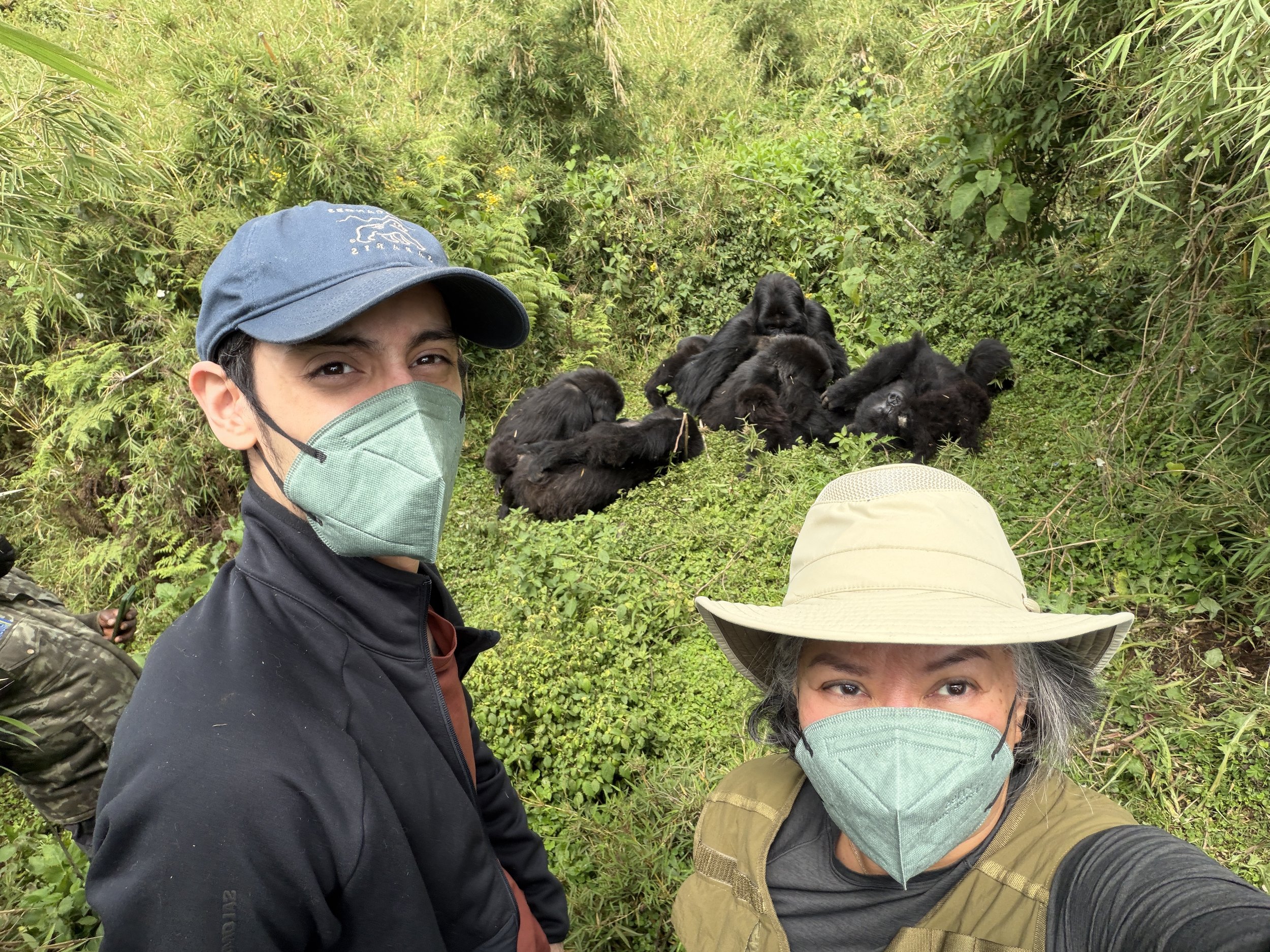 Rwanda GorillaTrekking VolcanoesNationalPark SavingGorillas TravelswithTesa.JPG