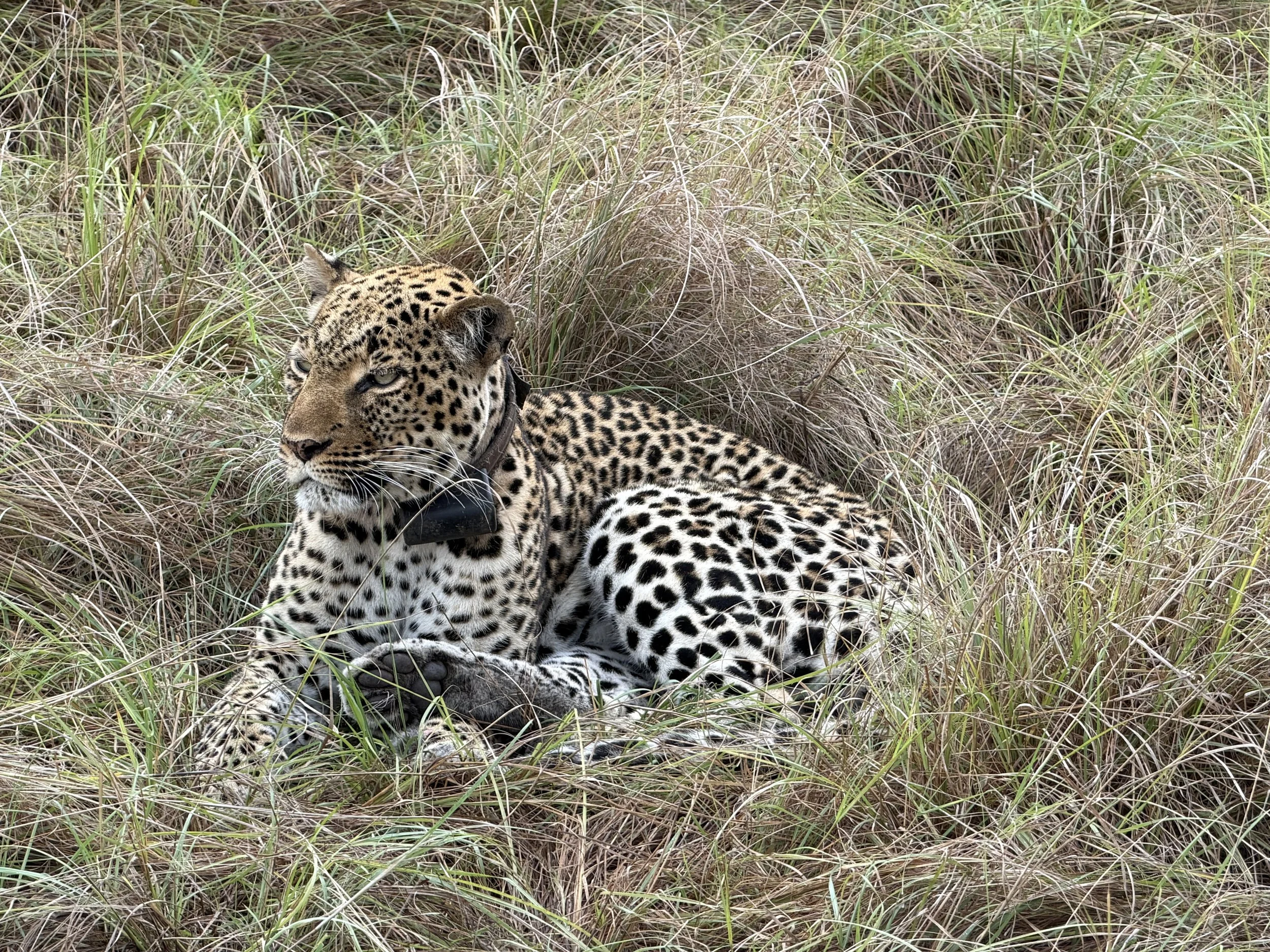 QueenElizabethParkUganda TravelswithTesa Leopard Safari.JPG