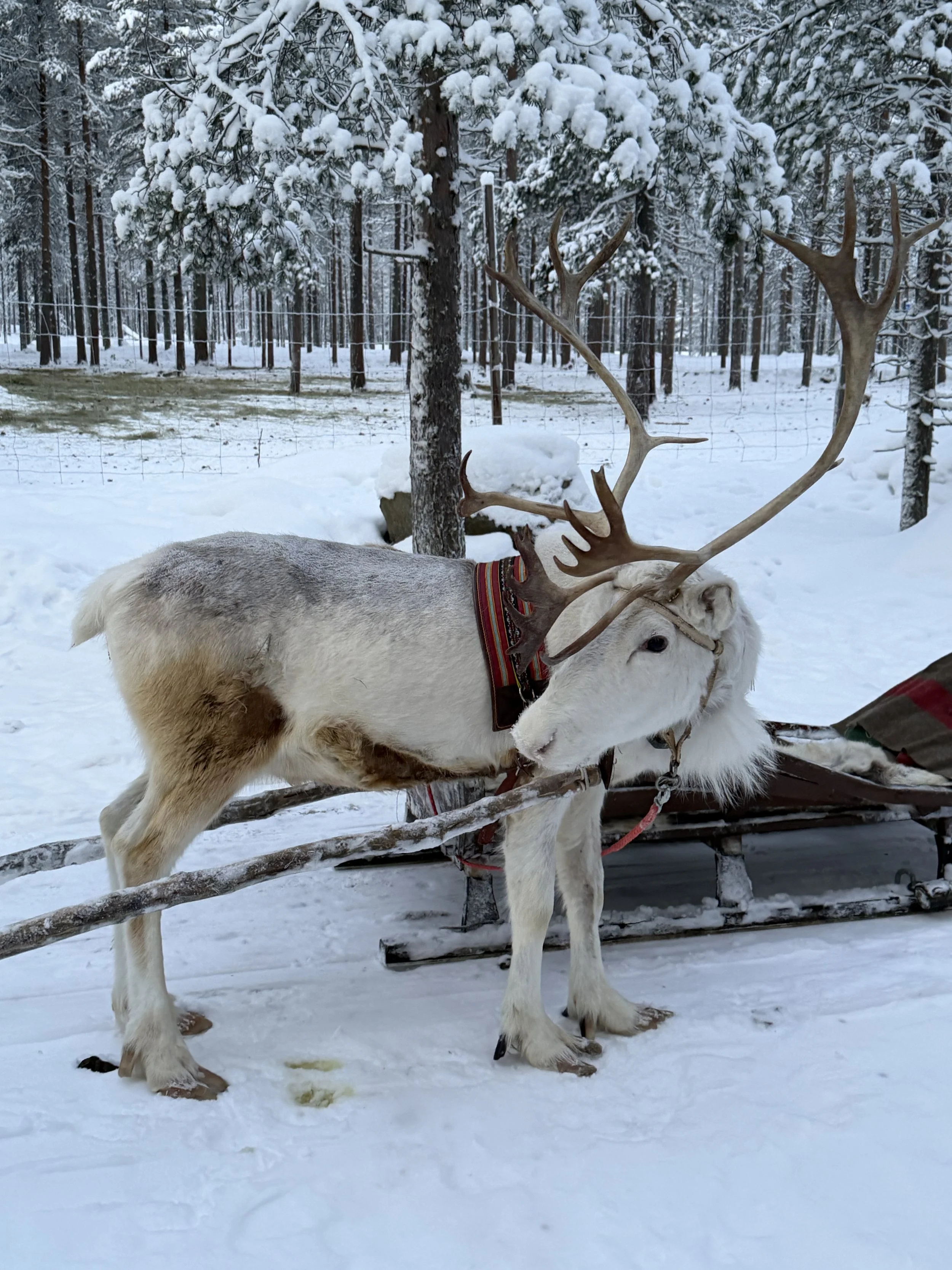 Finland Lapland Reindeer TravelswithTesa.JPG