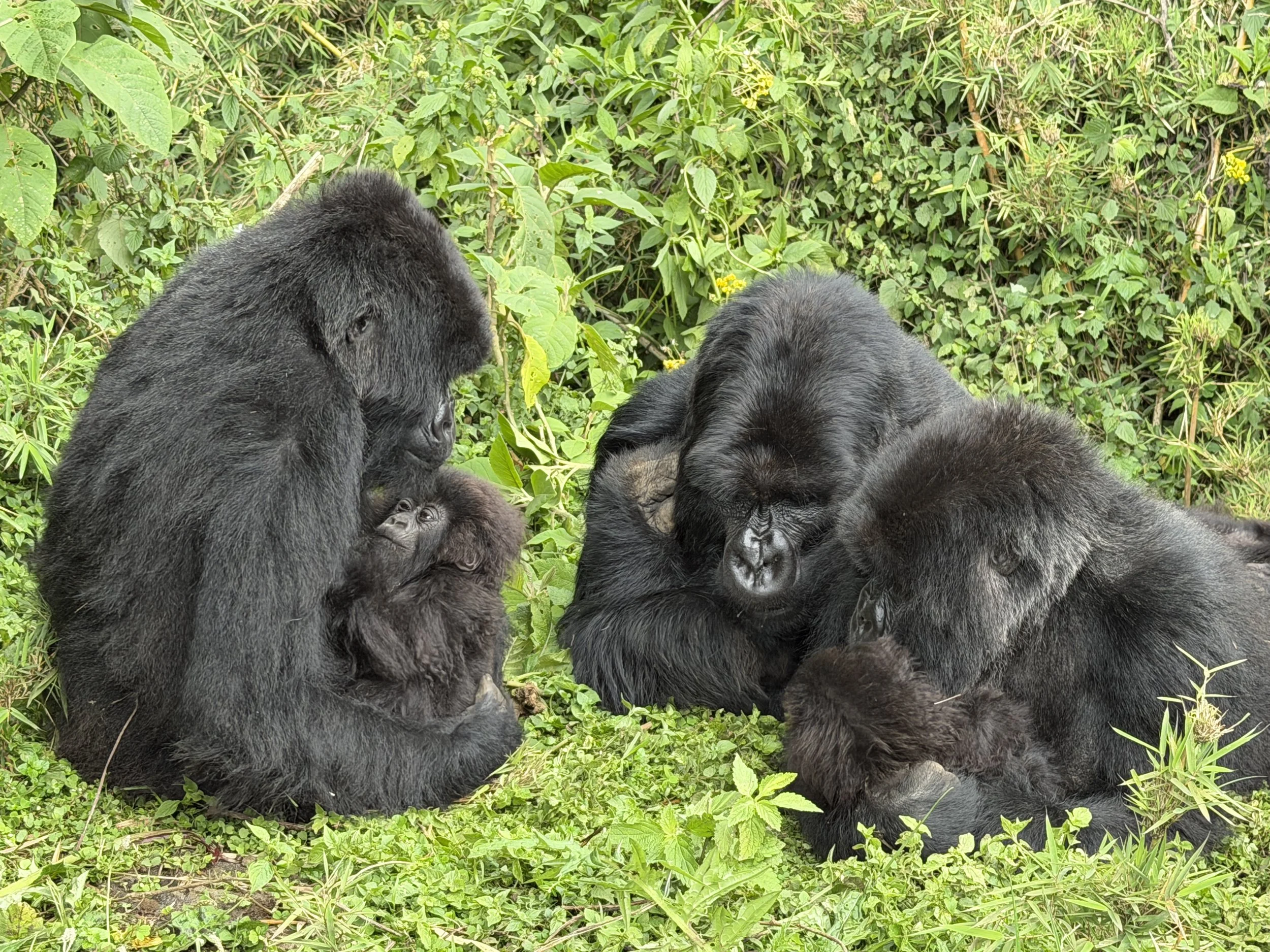 Rwanda Izuba Gorillas TravelswithTesa.JPG