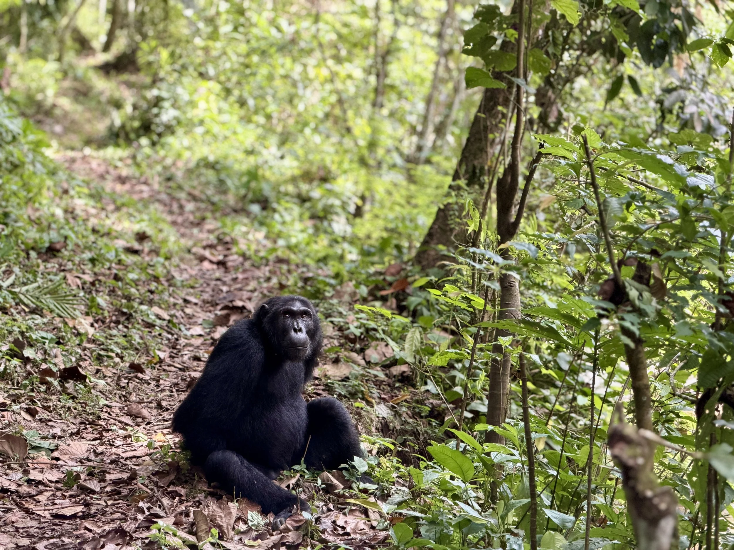 KyamburaGorge ChimpanzeeTracking Uganda TravelswithTesa.JPG