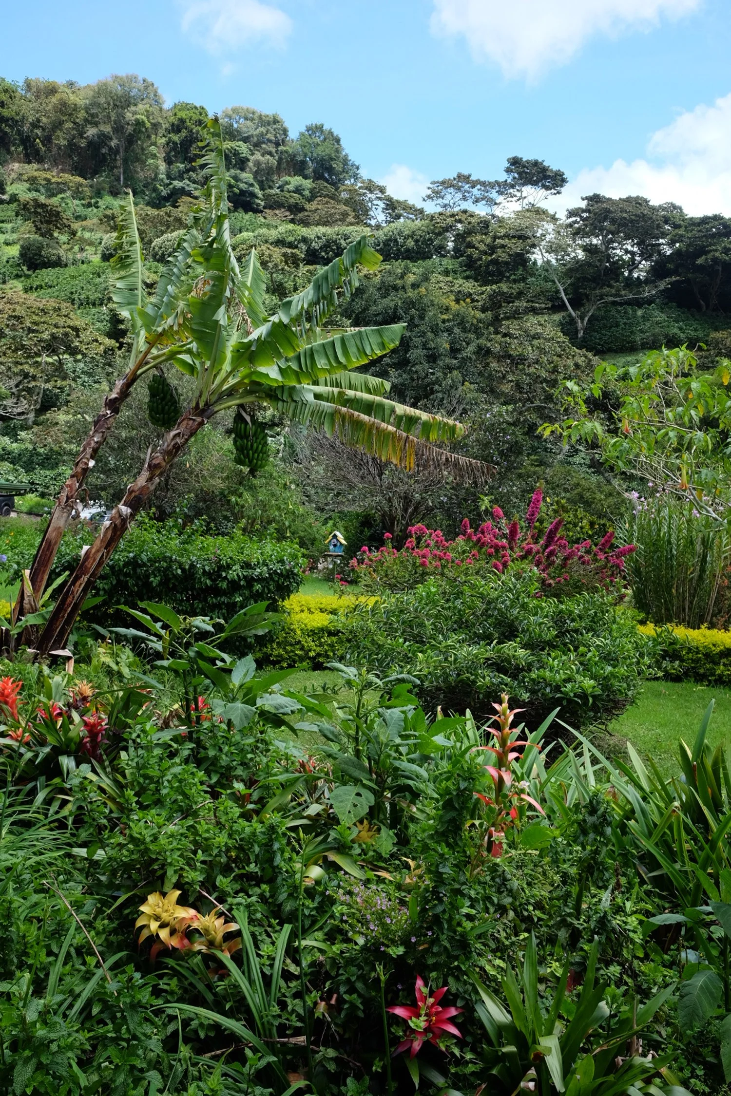 FincaLerida_Panama_Boquete_CoffeeEstate_TravelswithTesa.jpg