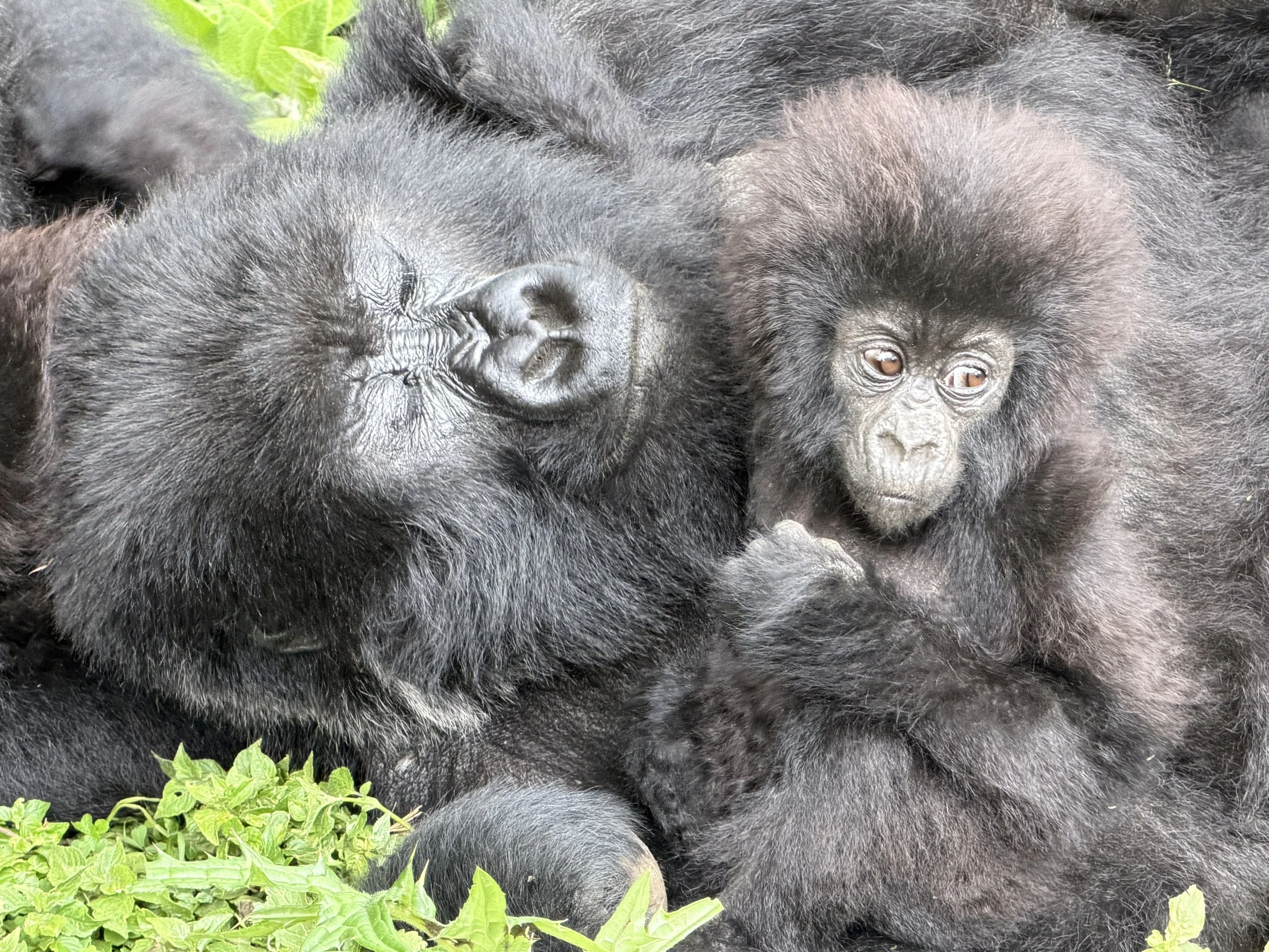 Rwanda Gorillas Izubu TravelswithTesa.JPG