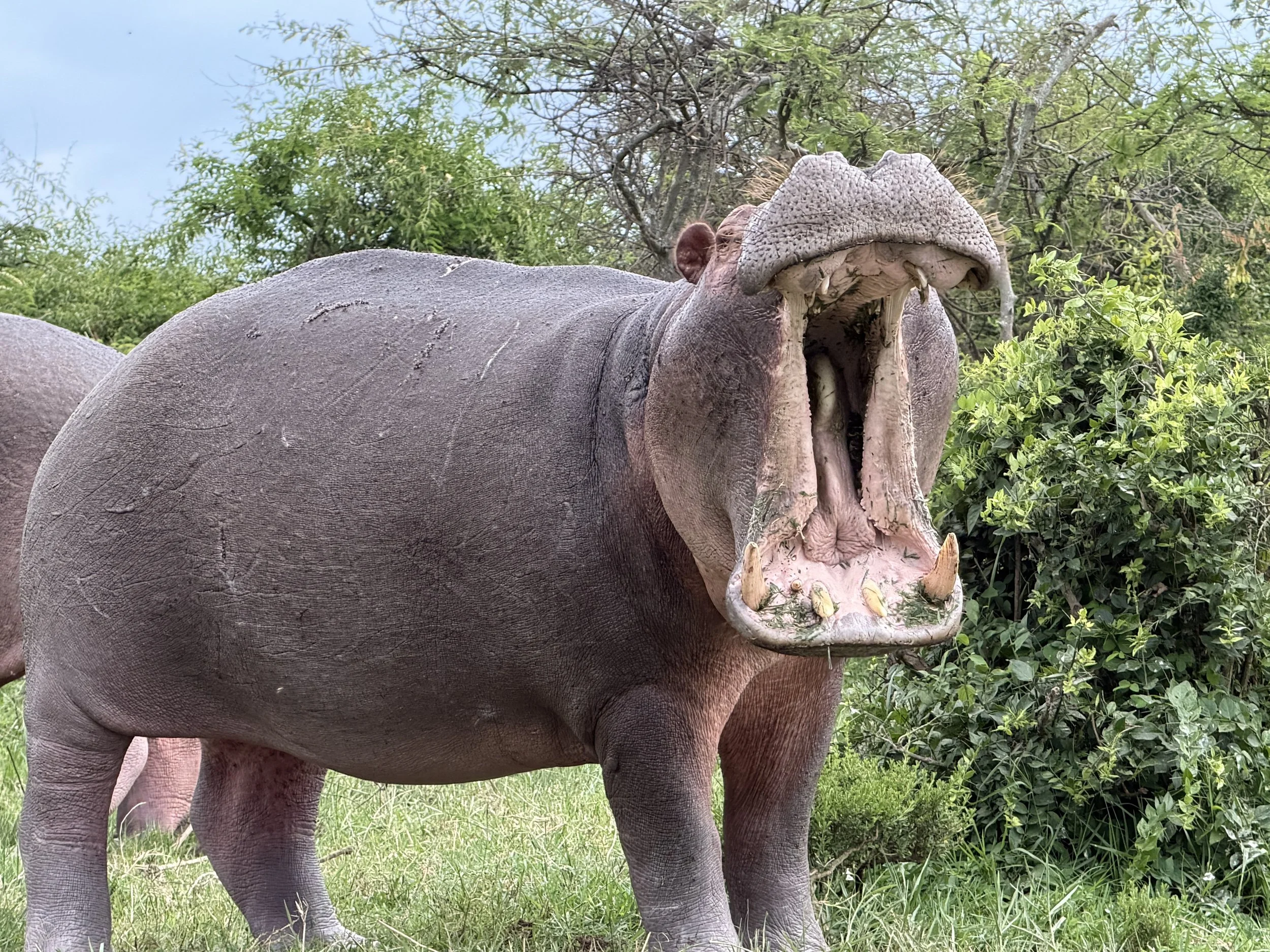 KazingaChannel Uganda TravelswithTesa Hippo.JPG