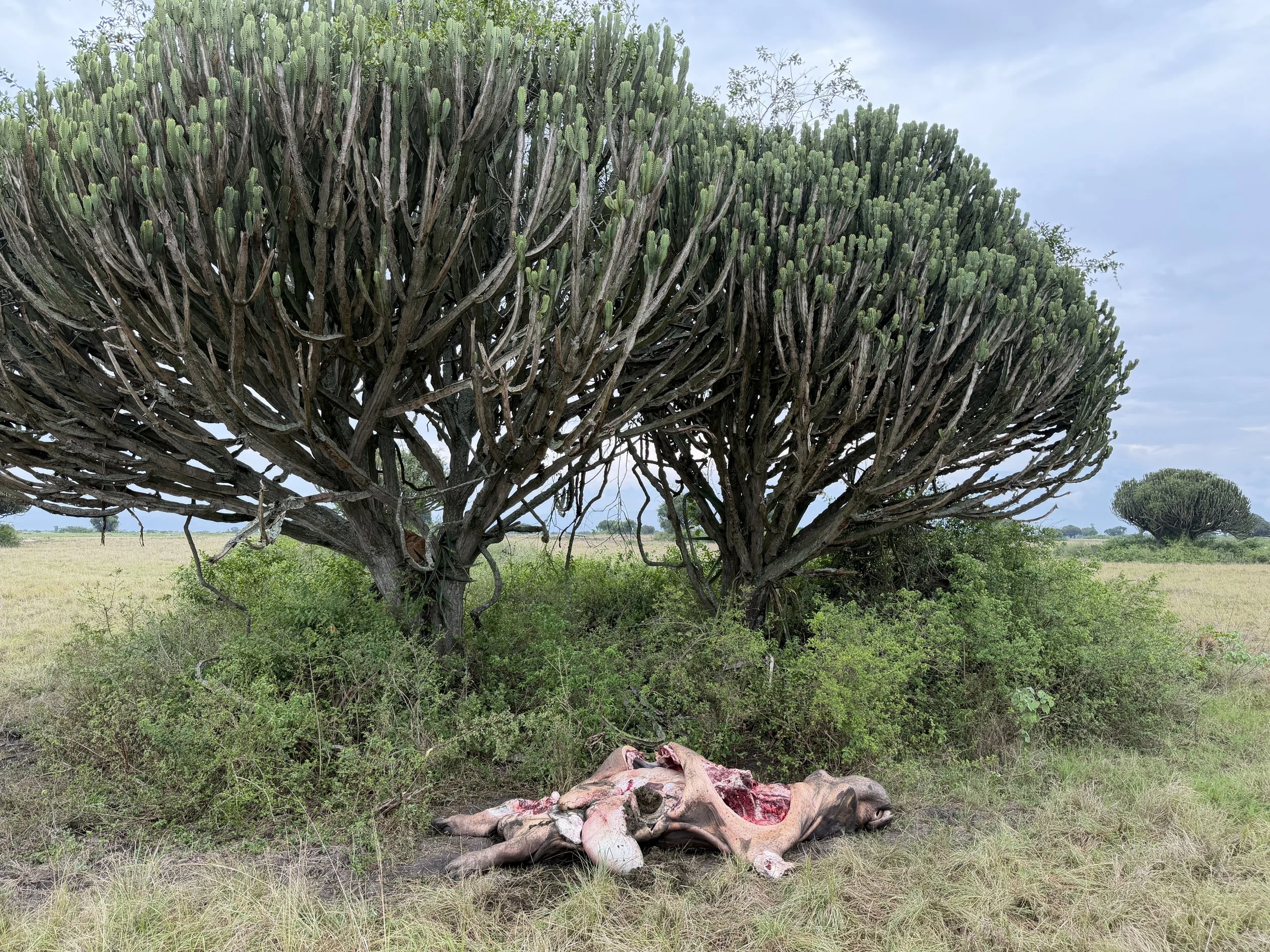 QueenElizabethParkUganda TravelswithTesa DeadHippo.JPG