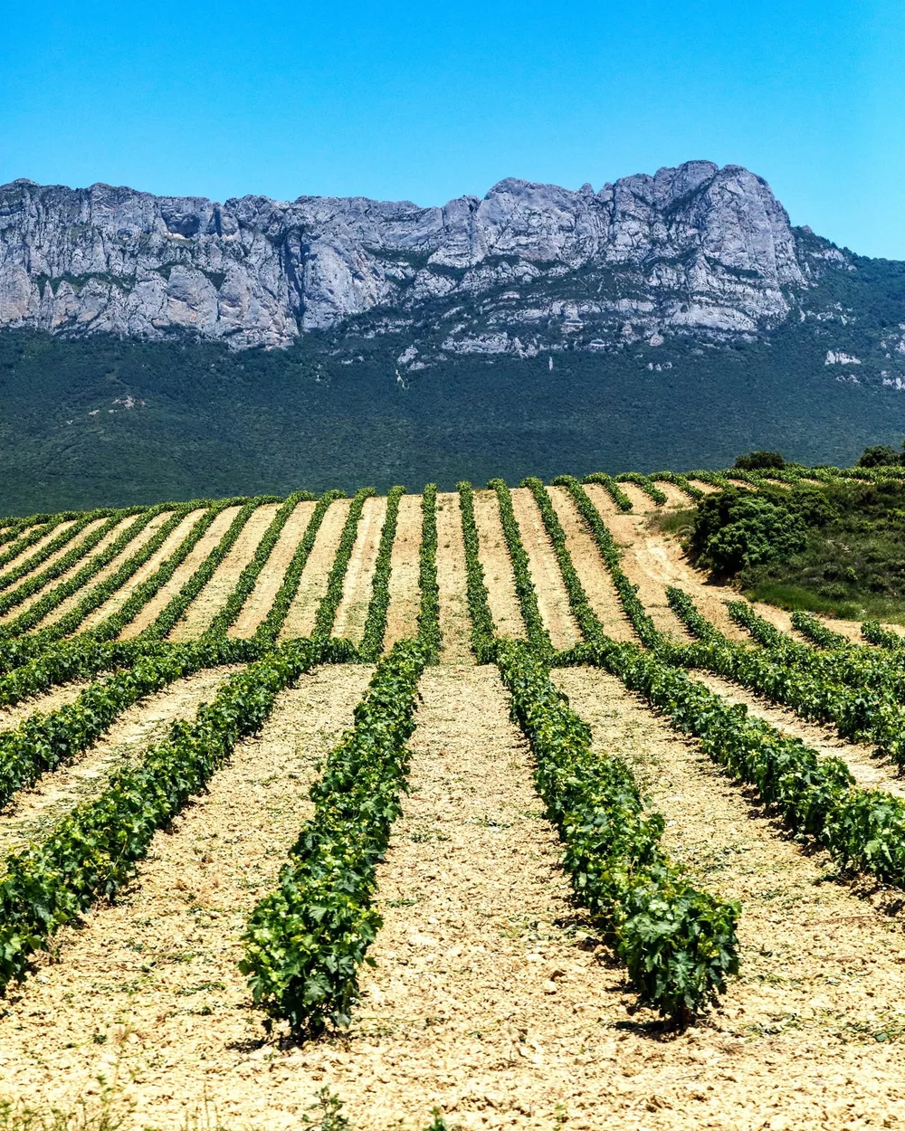 spain-northern-rioja-vineyard-travels-with-tesa.JPG