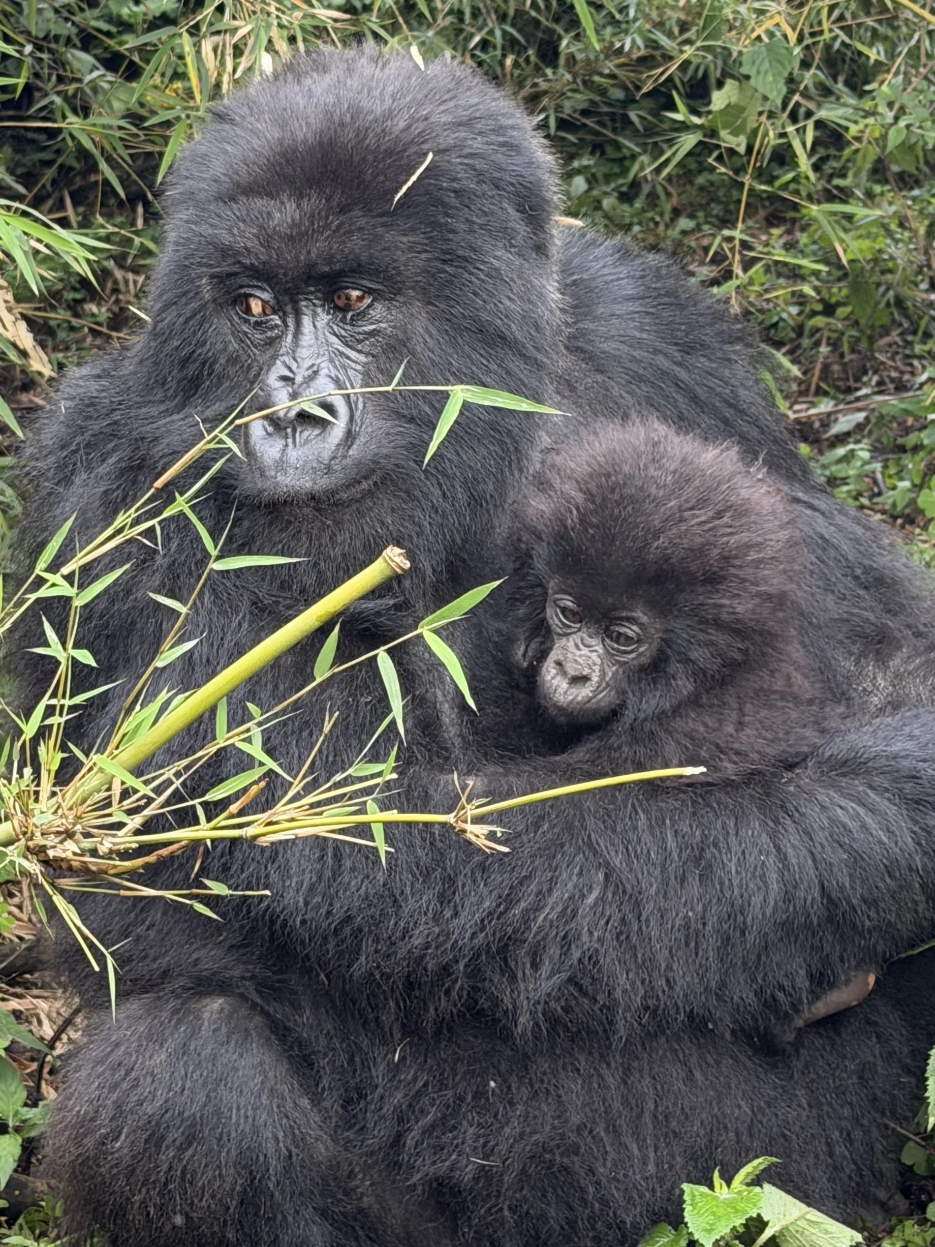 Rwanda GorillaTrekking VolcanoesNationalPark SavingGorillas TravelswithTesa.JPG