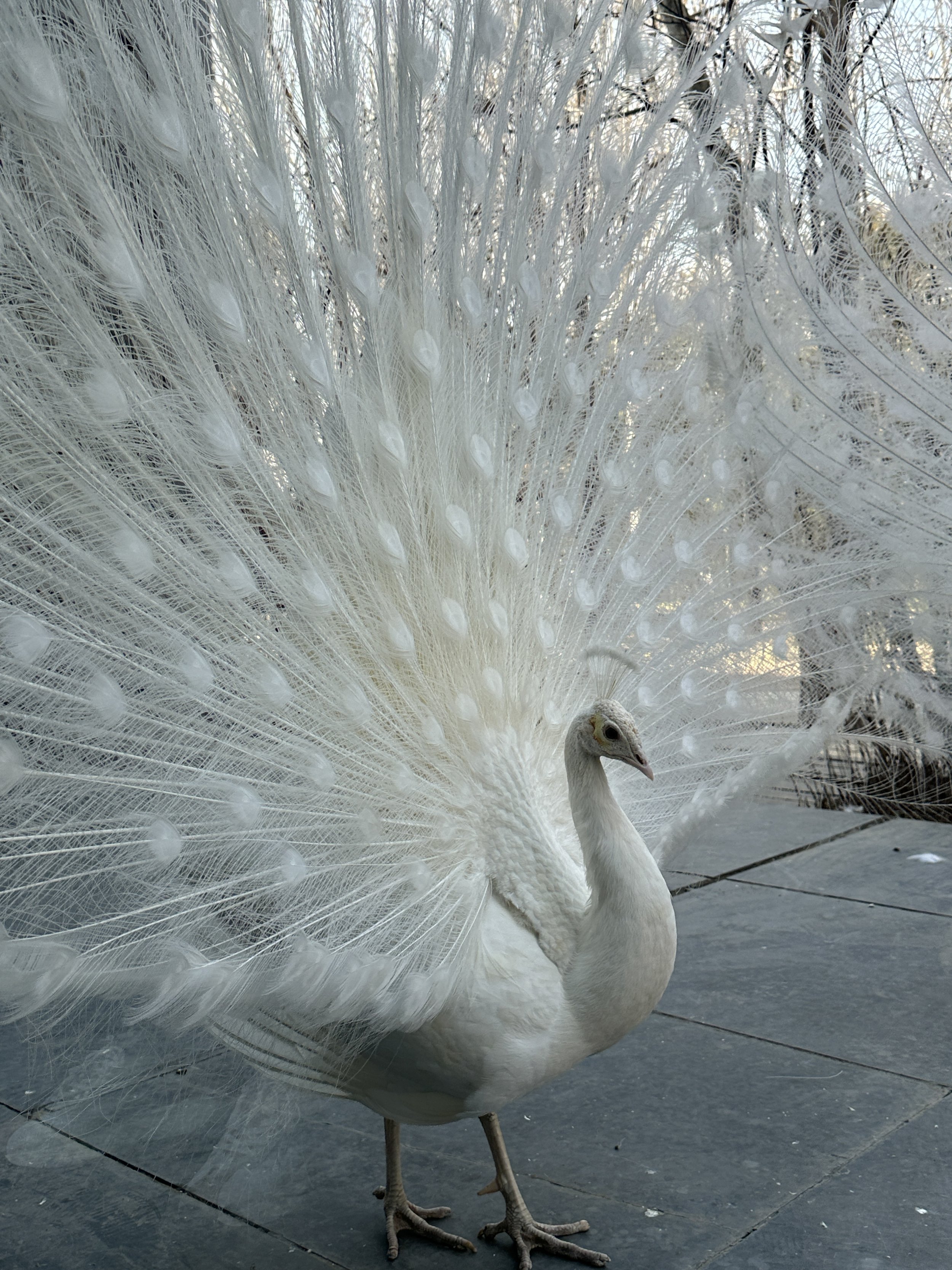 China Beijing TravelswithTesa.JPG